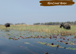 Beitragsbild Botswana Abenteuer 9 Tage