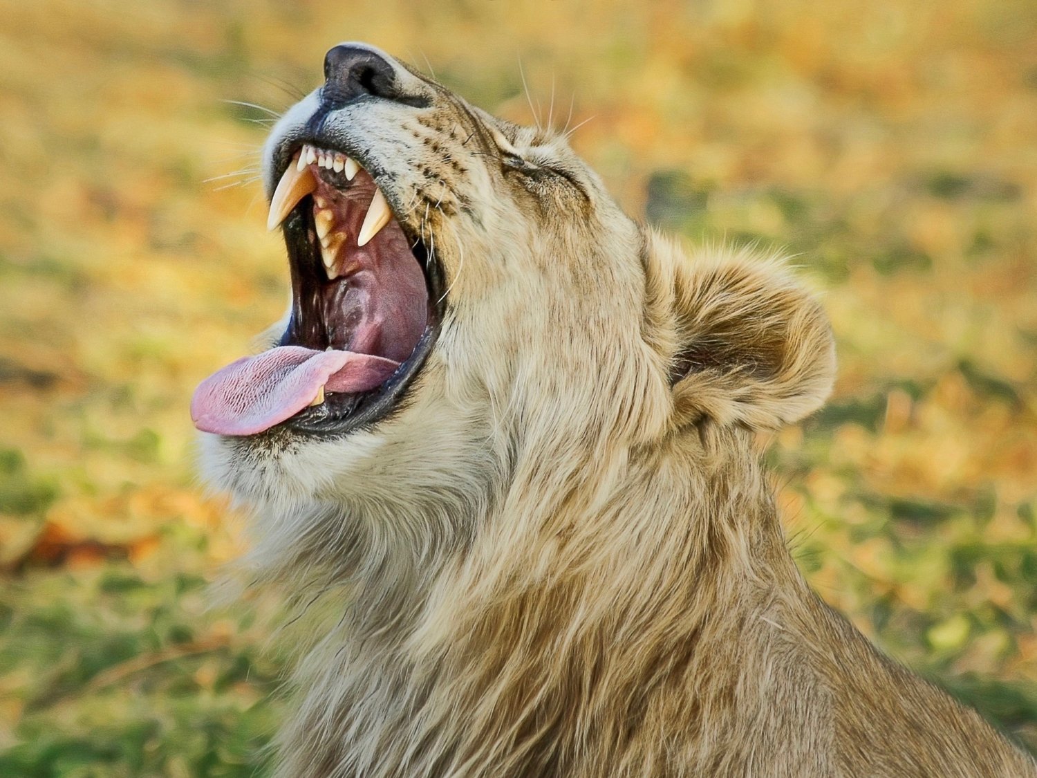 Botswana Löwe brüllend