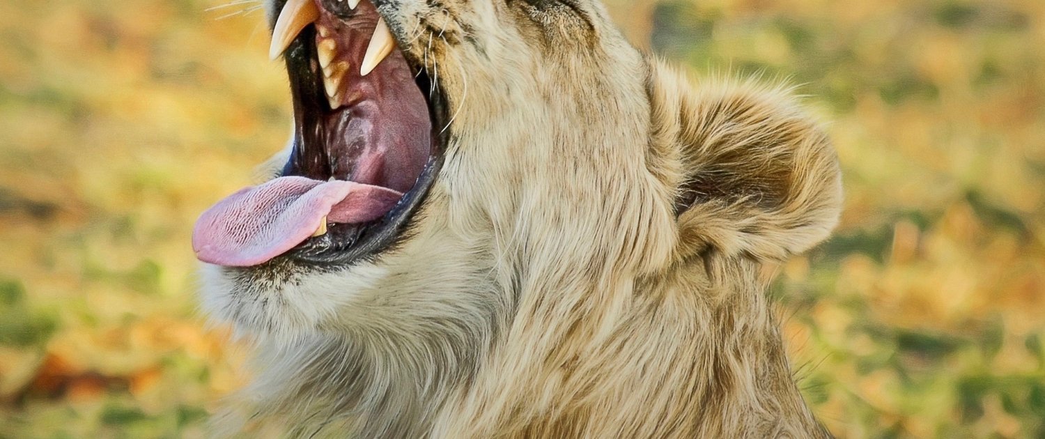 Botswana Löwe brüllend
