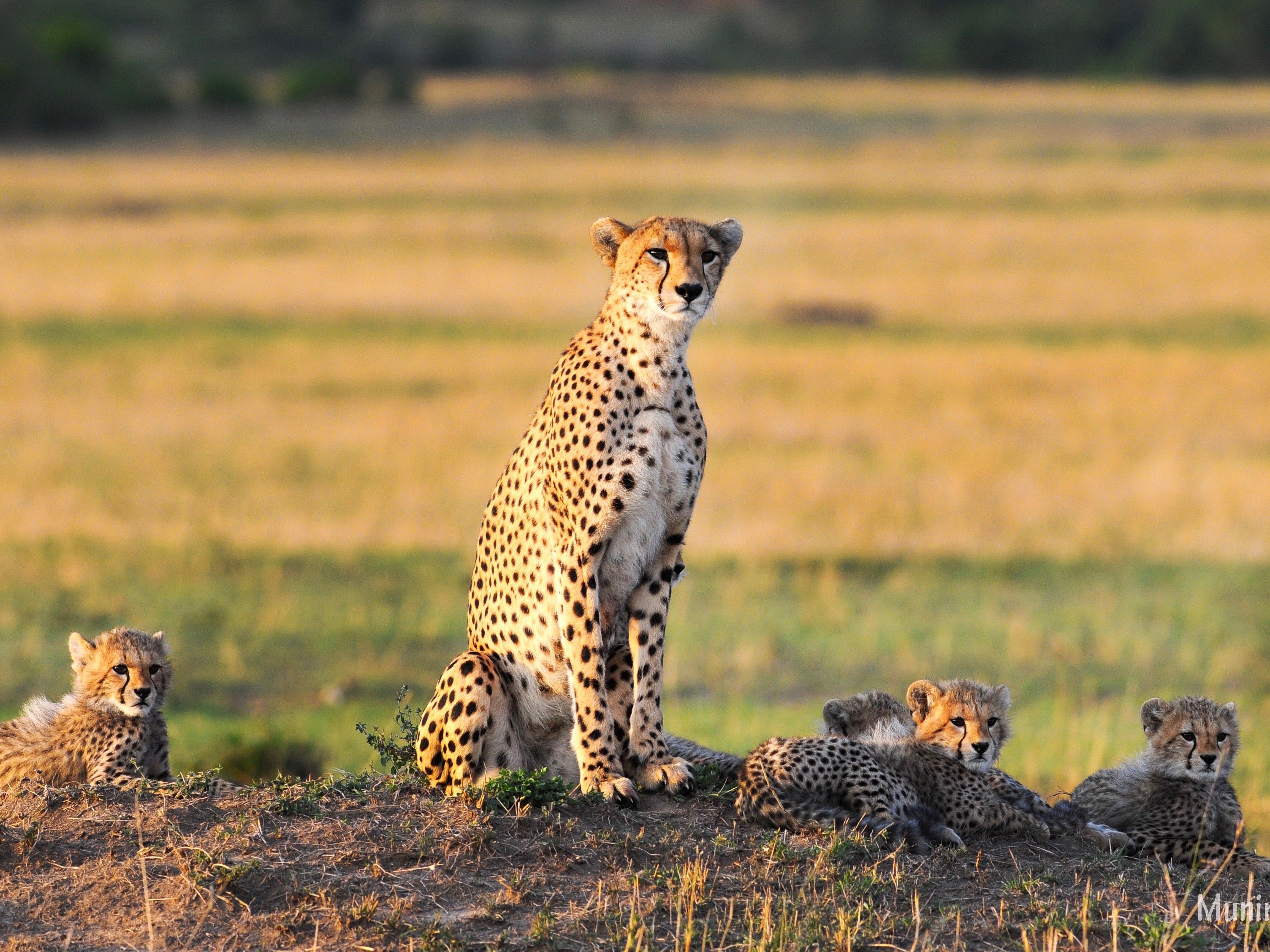 Kenia Tipilikwani Mara Camp Safari