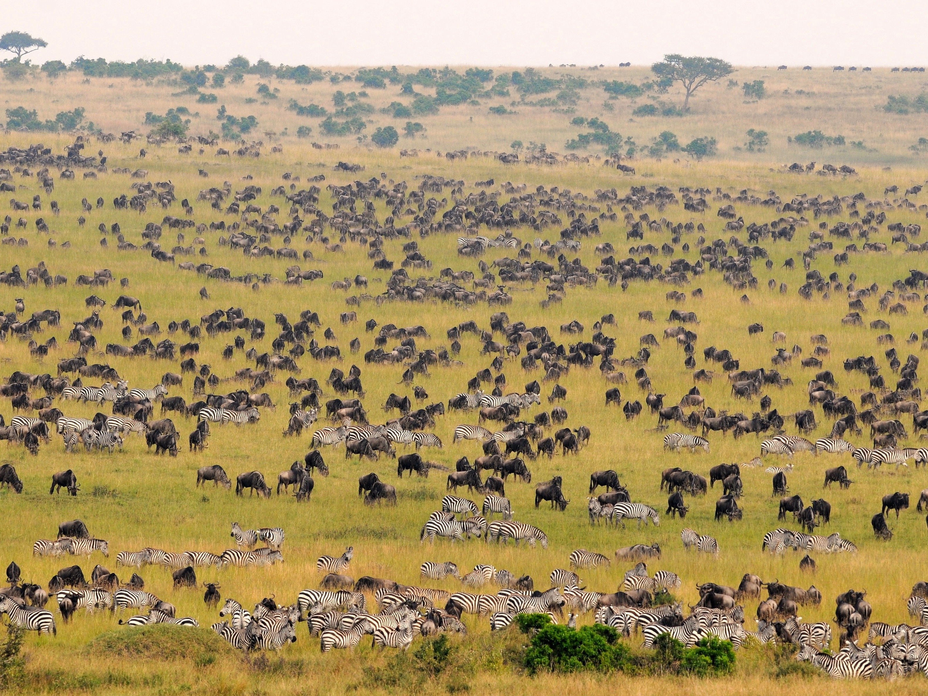 Kenia Tipilikwani Mara Camp