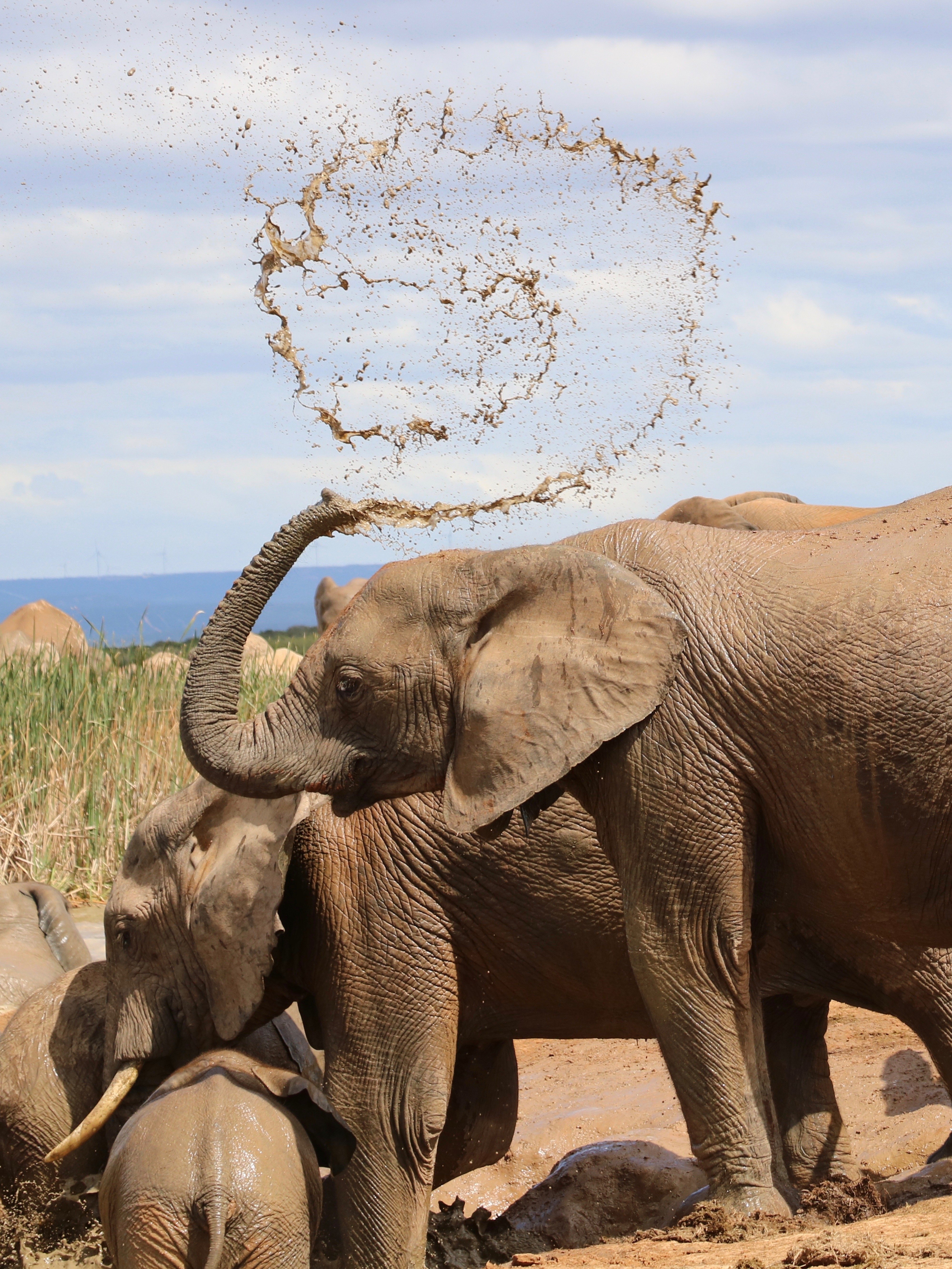 Suedafrika Addo Elephant Park Safari Elefant
