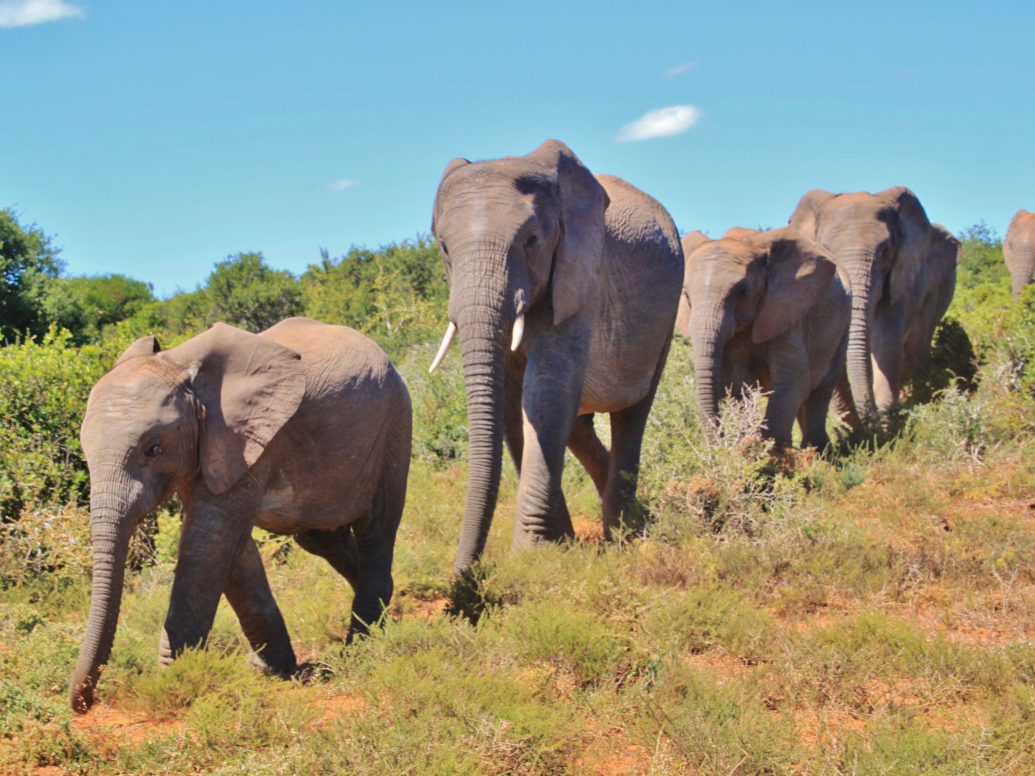 Suedafrika Addo Elephant Park Safari Elefant 3