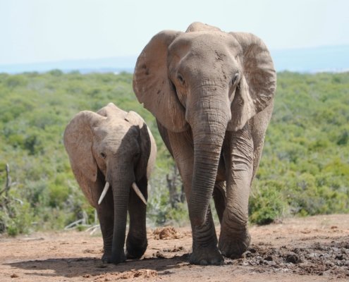 Suedafrika Addo Elephant Park Safari Elefant