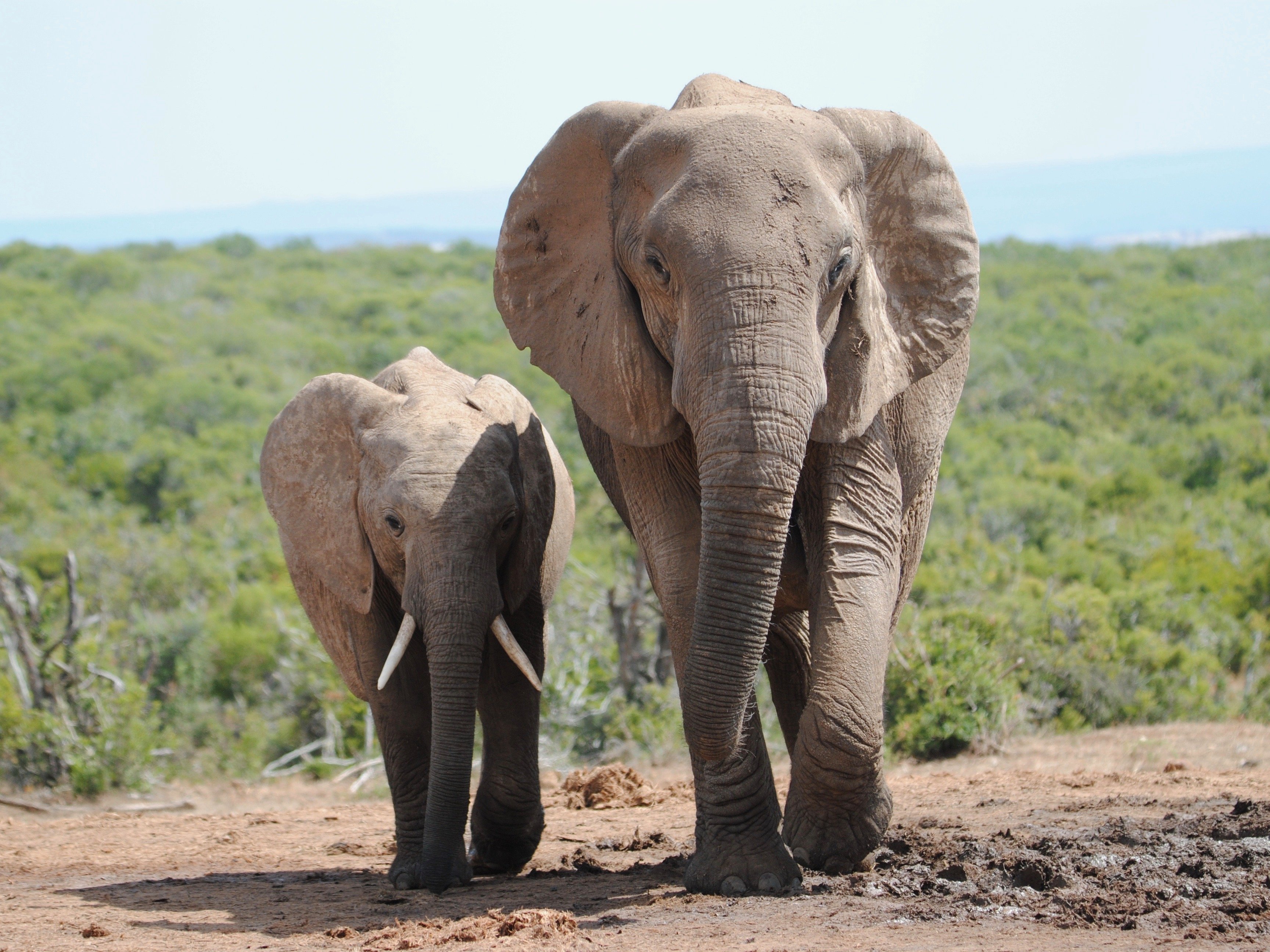 Suedafrika Addo Elephant Park Safari Elefant