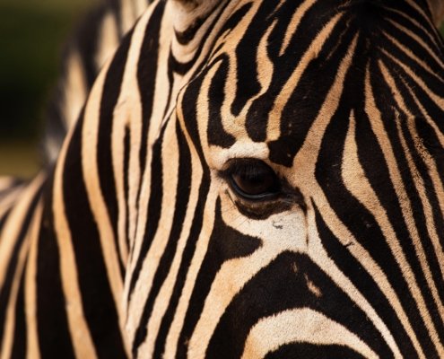 Suedafrika Addo Elephant Park Zebra