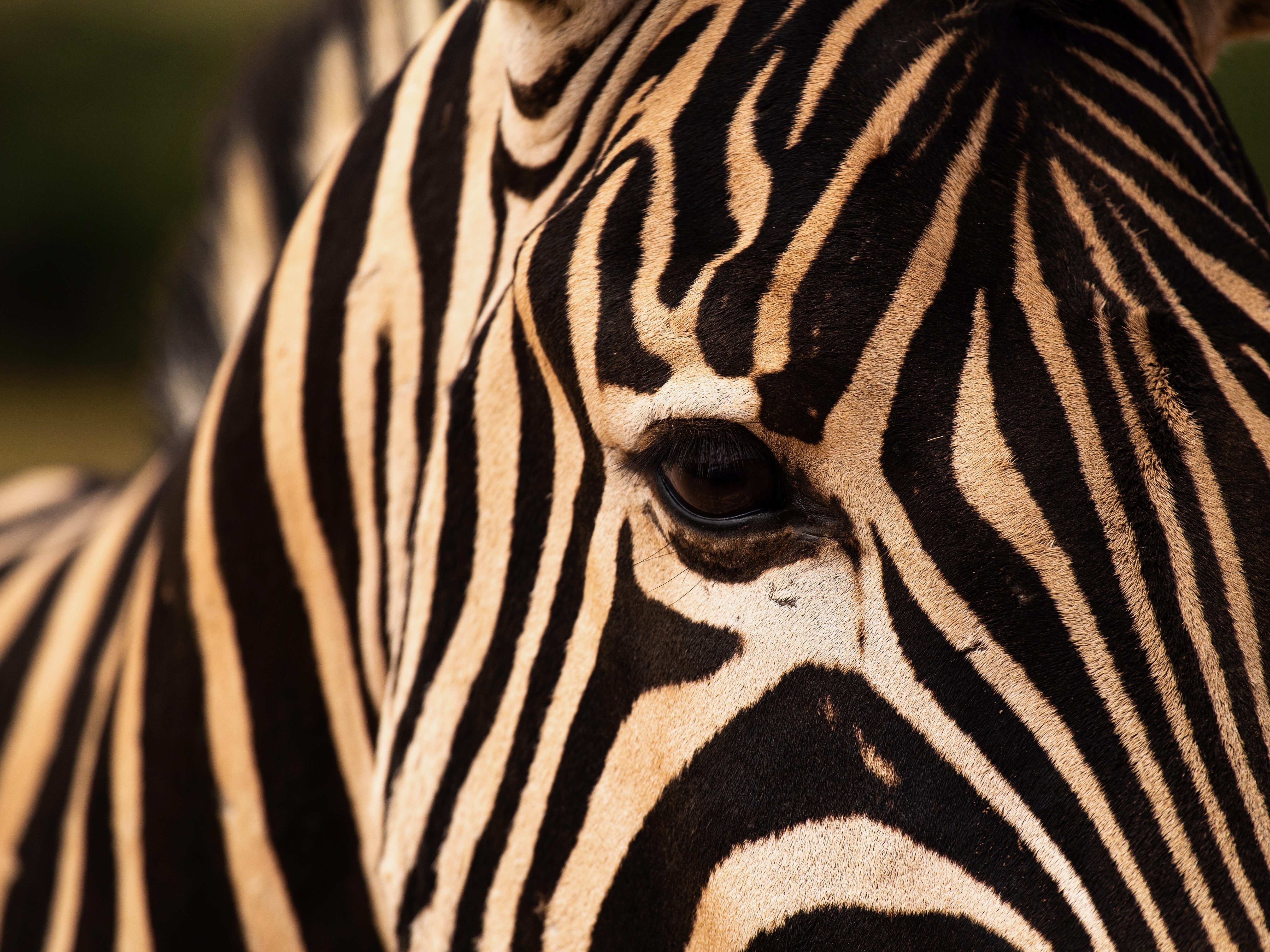 Suedafrika Addo Elephant Park Zebra