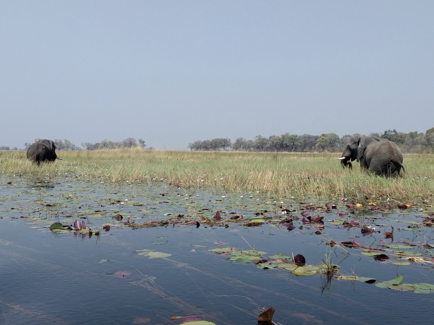 Elefant im Wasser Botswana