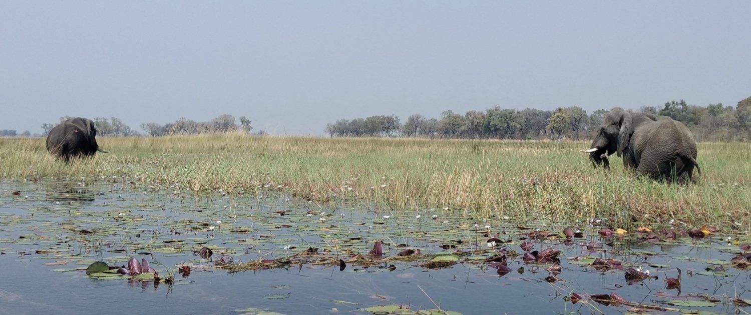 Elefant im Wasser Botswana