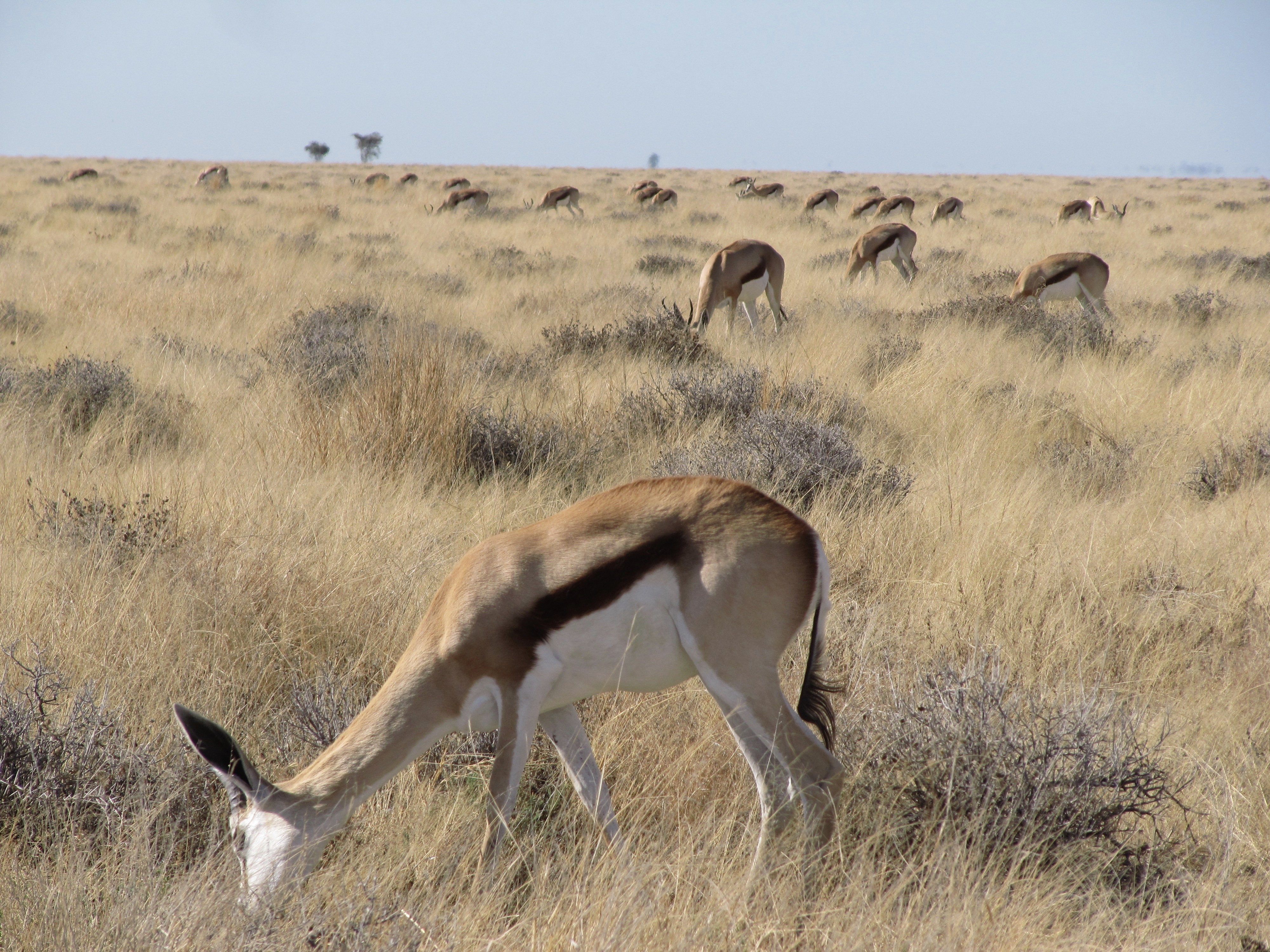 Botswana Safari Antilope