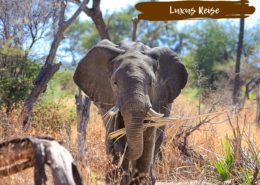 Beitragsbild Botswana Luxus Reise Elefant