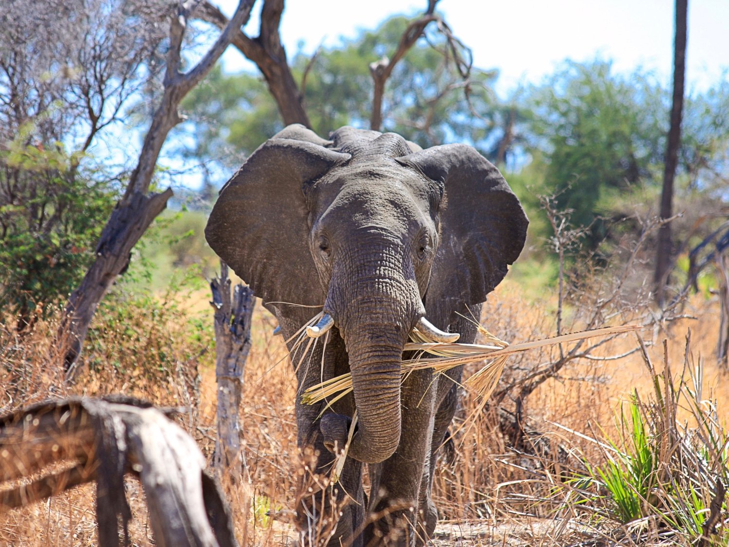 Botswana Elephant frontshot