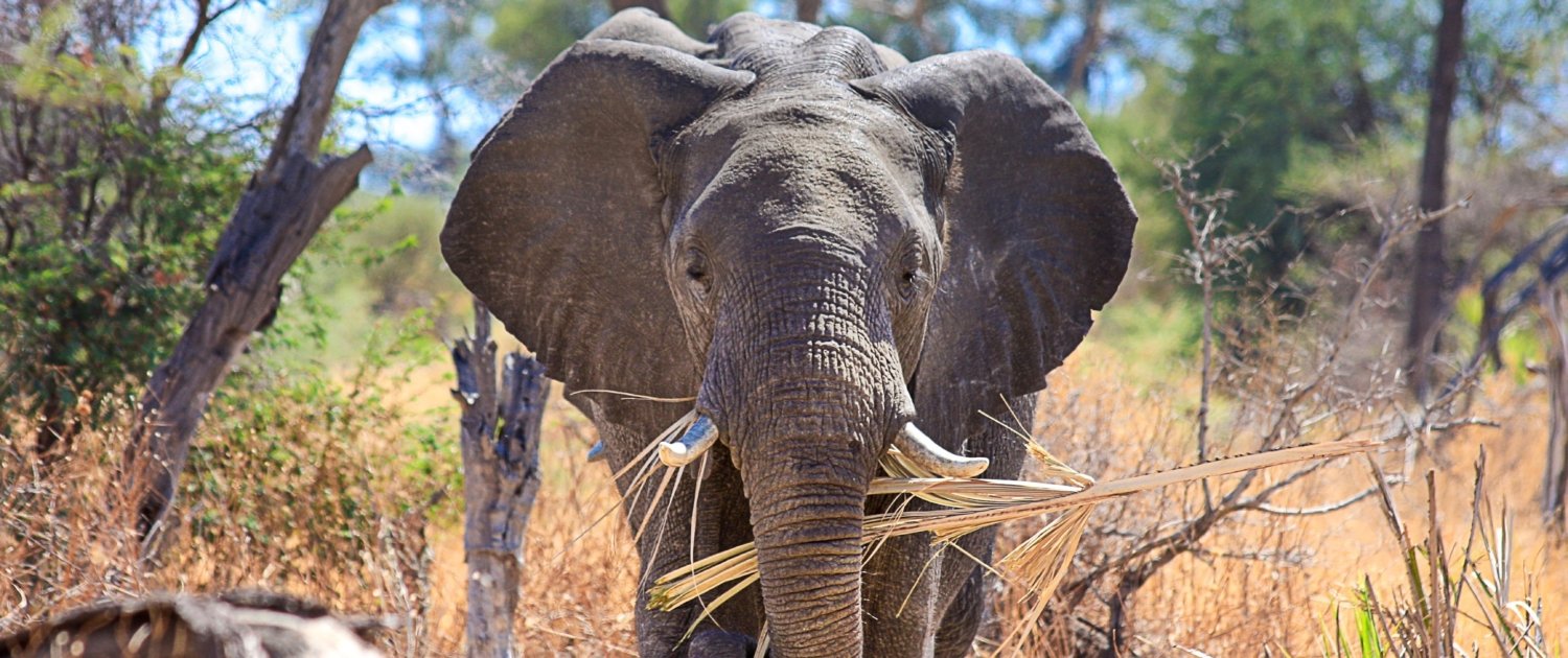 Botswana Elephant frontshot