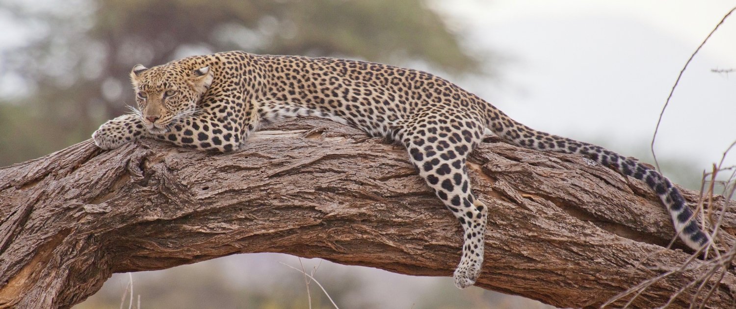 Kenia Leopard Safari