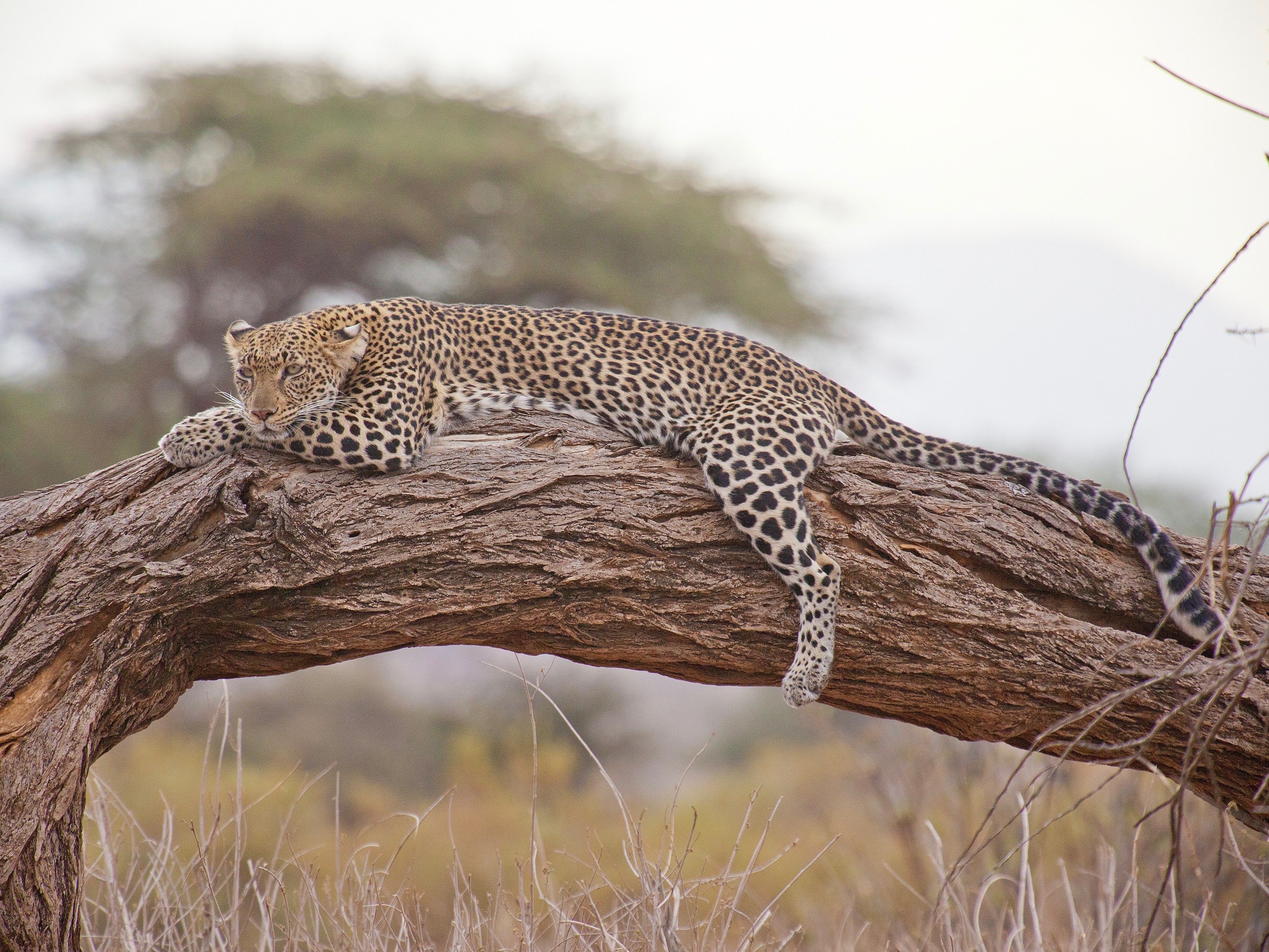 Kenia Leopard Safari