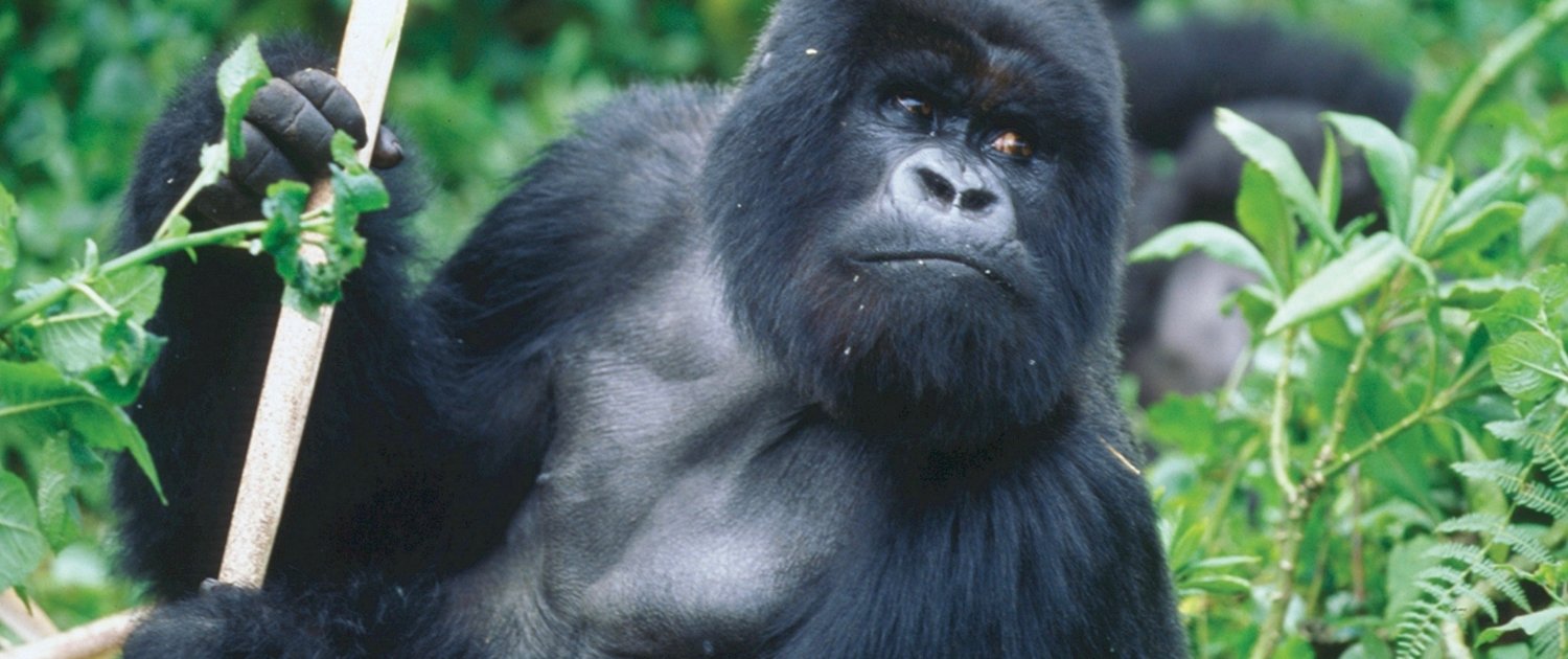 Ruanda Gorilla