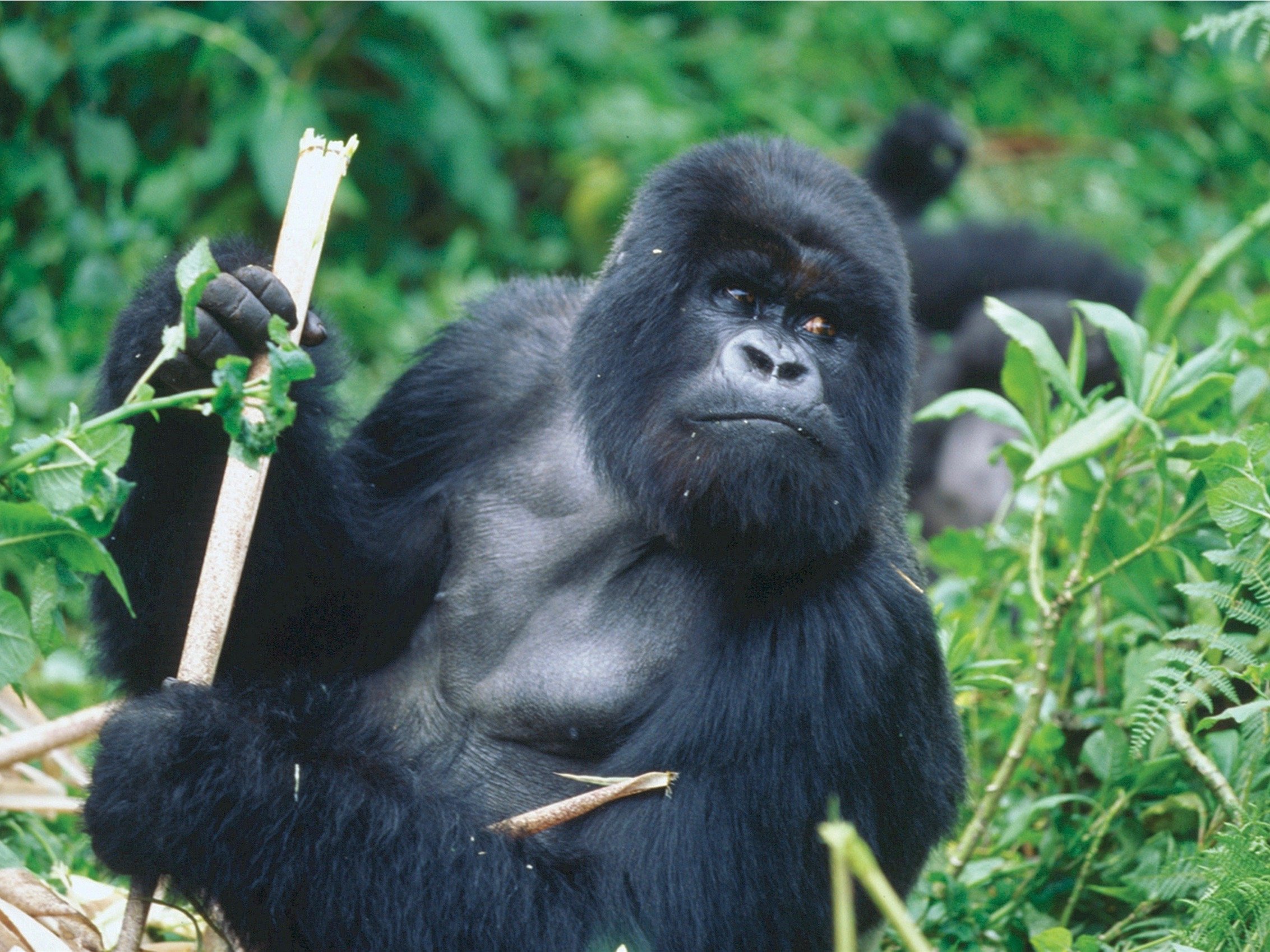 Ruanda Gorilla