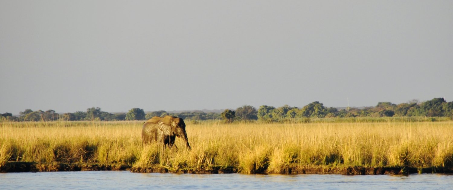 Elefant am Wasser