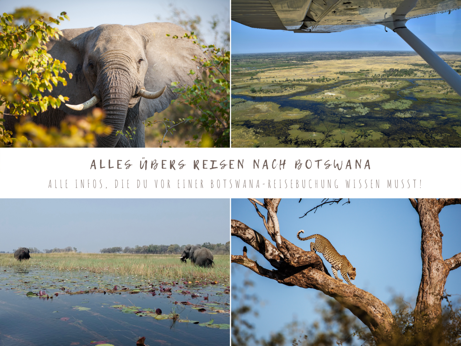 Alles über Reisen nach Botswana