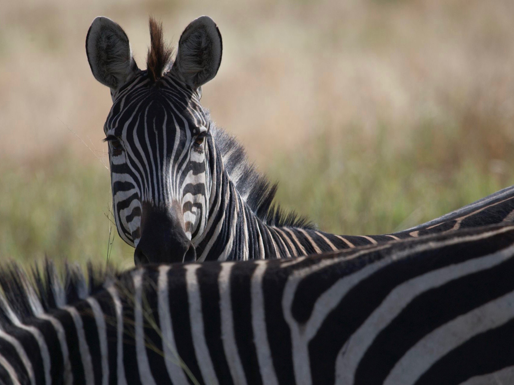 Zebras auf Safari