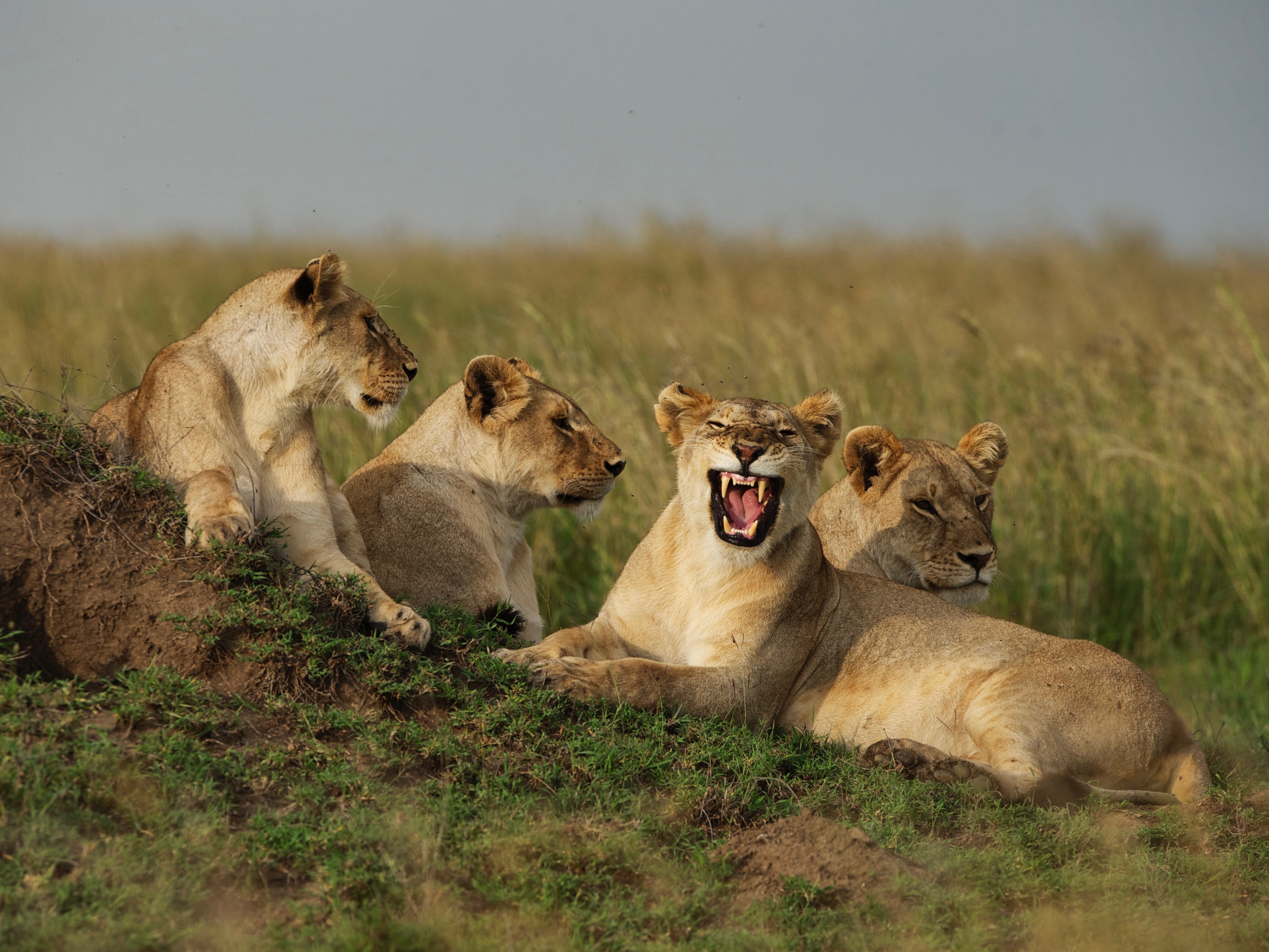 Löwen in Tansania - Asilia Dunia Safari