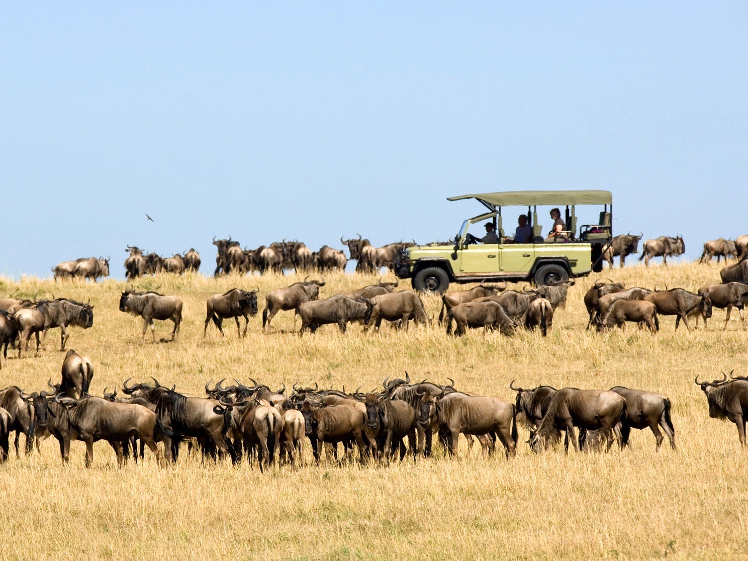Safari mit Safari Jeep im Asilia Dunia in Tansania