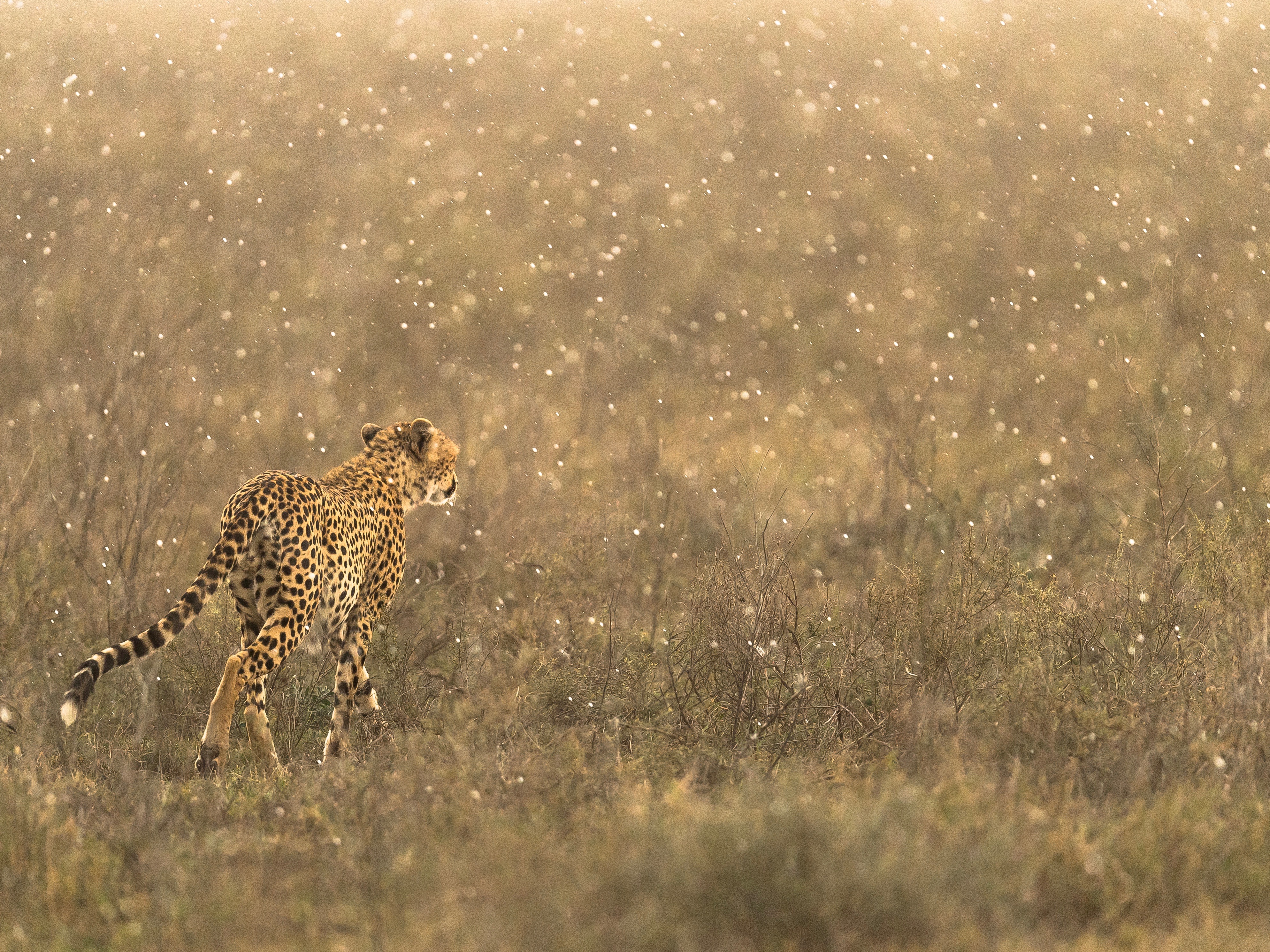 Tansania Asilia Eastern-Serengeti-cheetah-in-rain-walking-Namiri-Plains-GeorgeTurner