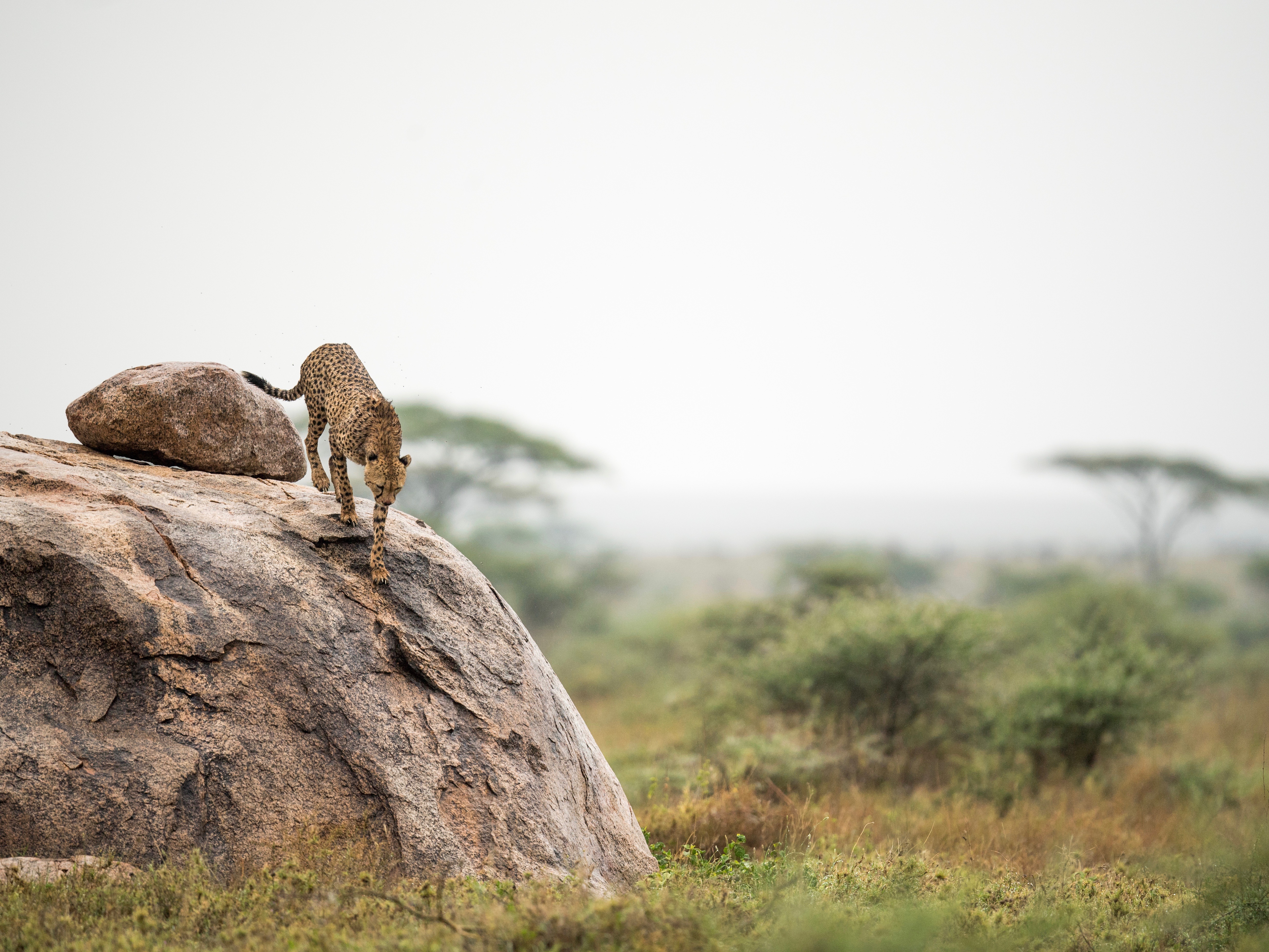 Tansania Asilia Eastern-Sernegti-cheetah-on-kopje-Namiri-Plains-GeorgeTurner