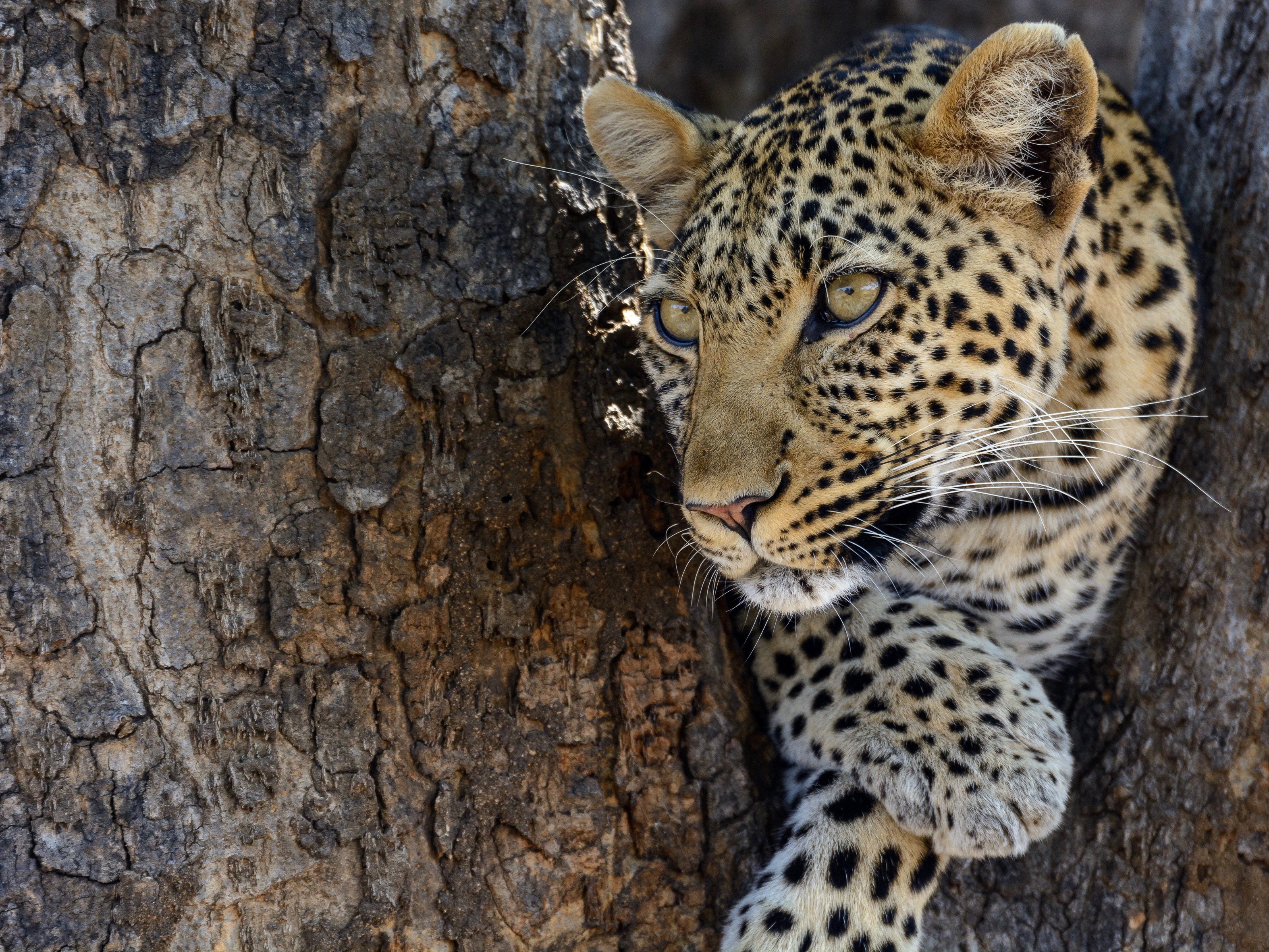 Ruaha National Park. Tanzania