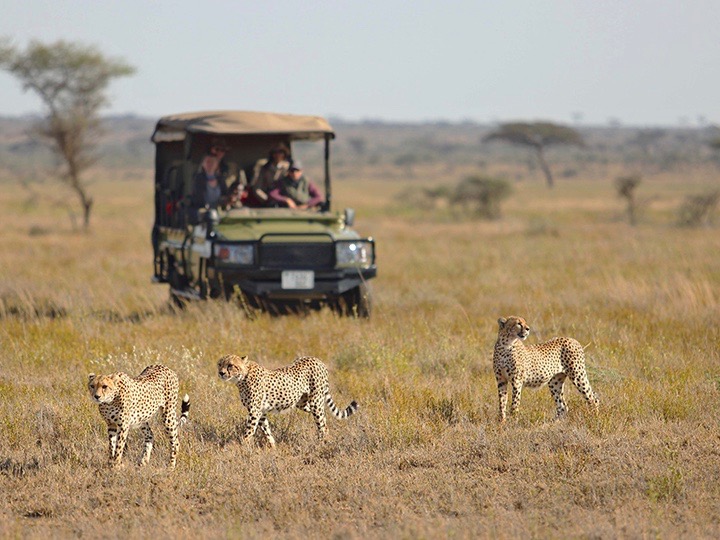 Safari Jeep in Landschaft in Tansania mit Cheetah im Vordergrund