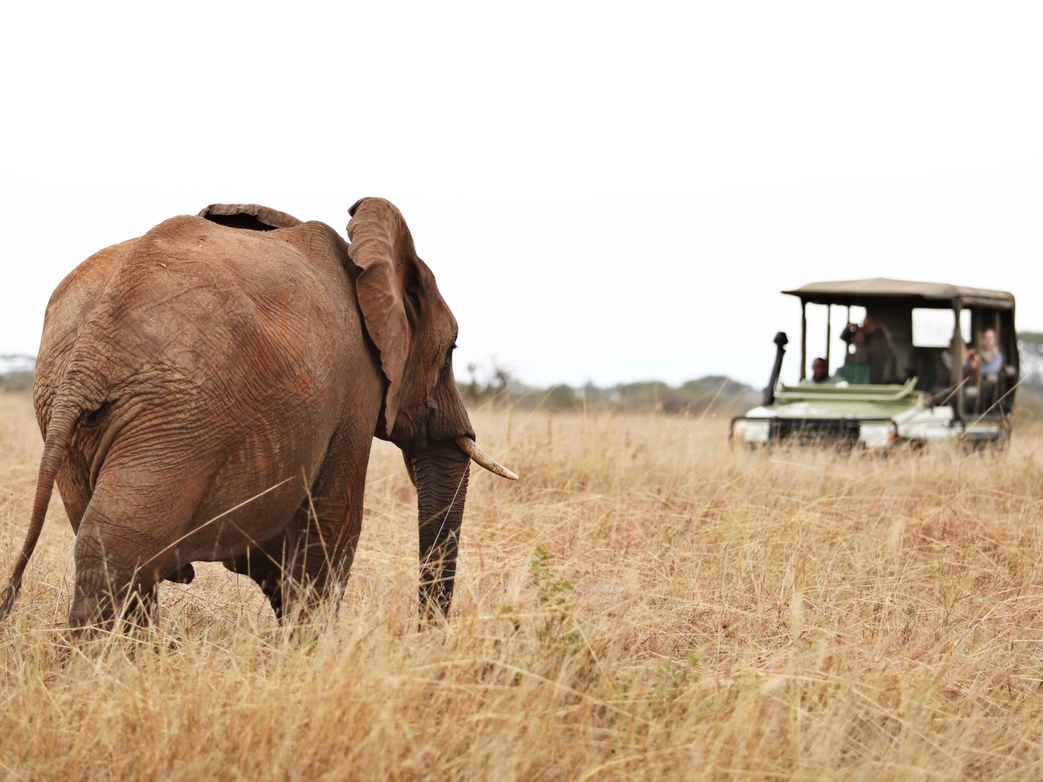 Elefant auf Safari in Tansania