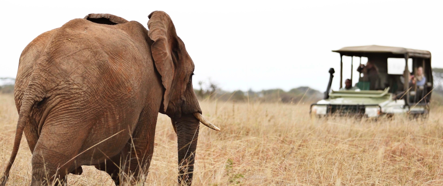 Elefant auf Safari in Tansania
