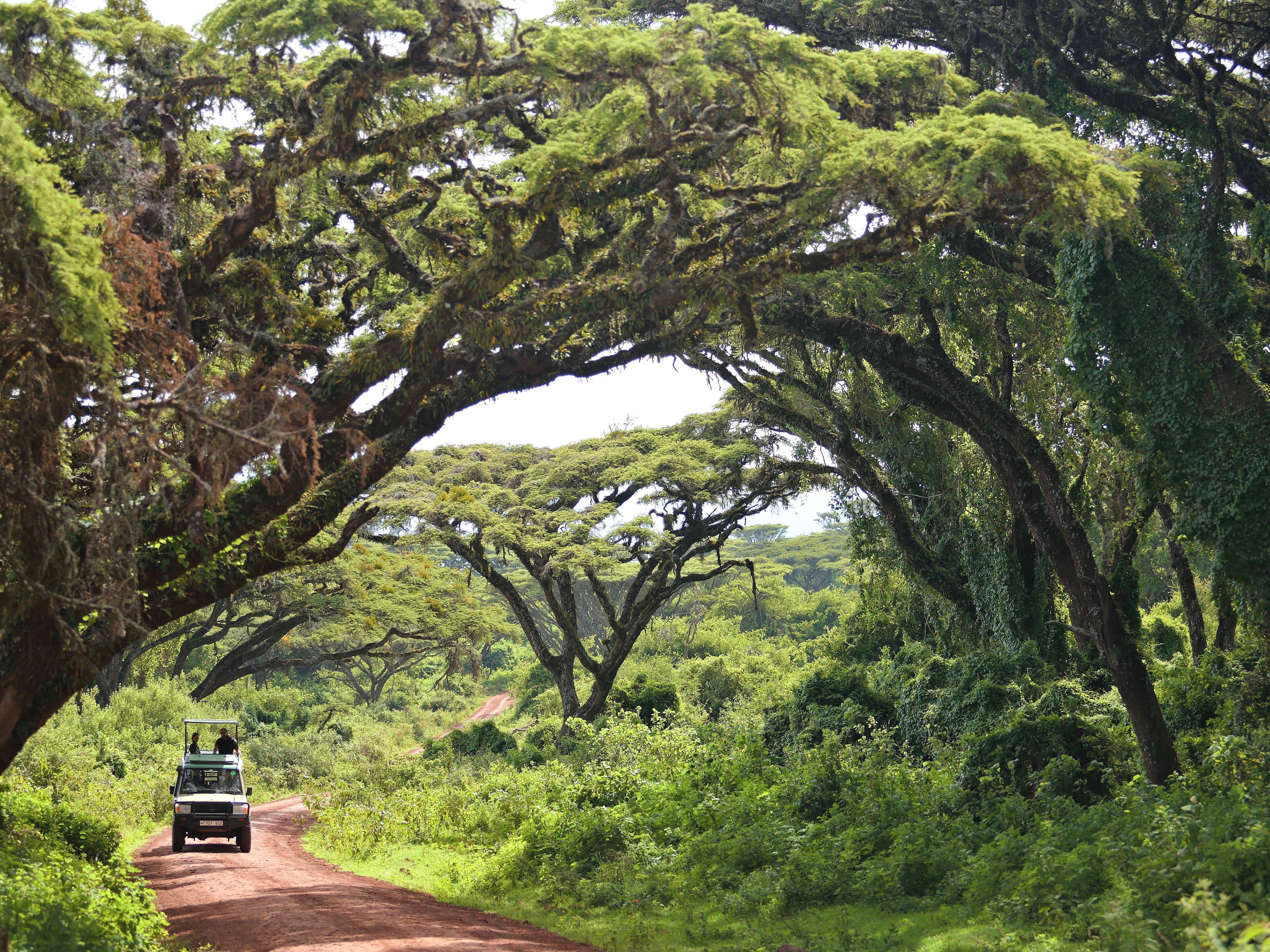 Ngorongoro Straße in Tansania