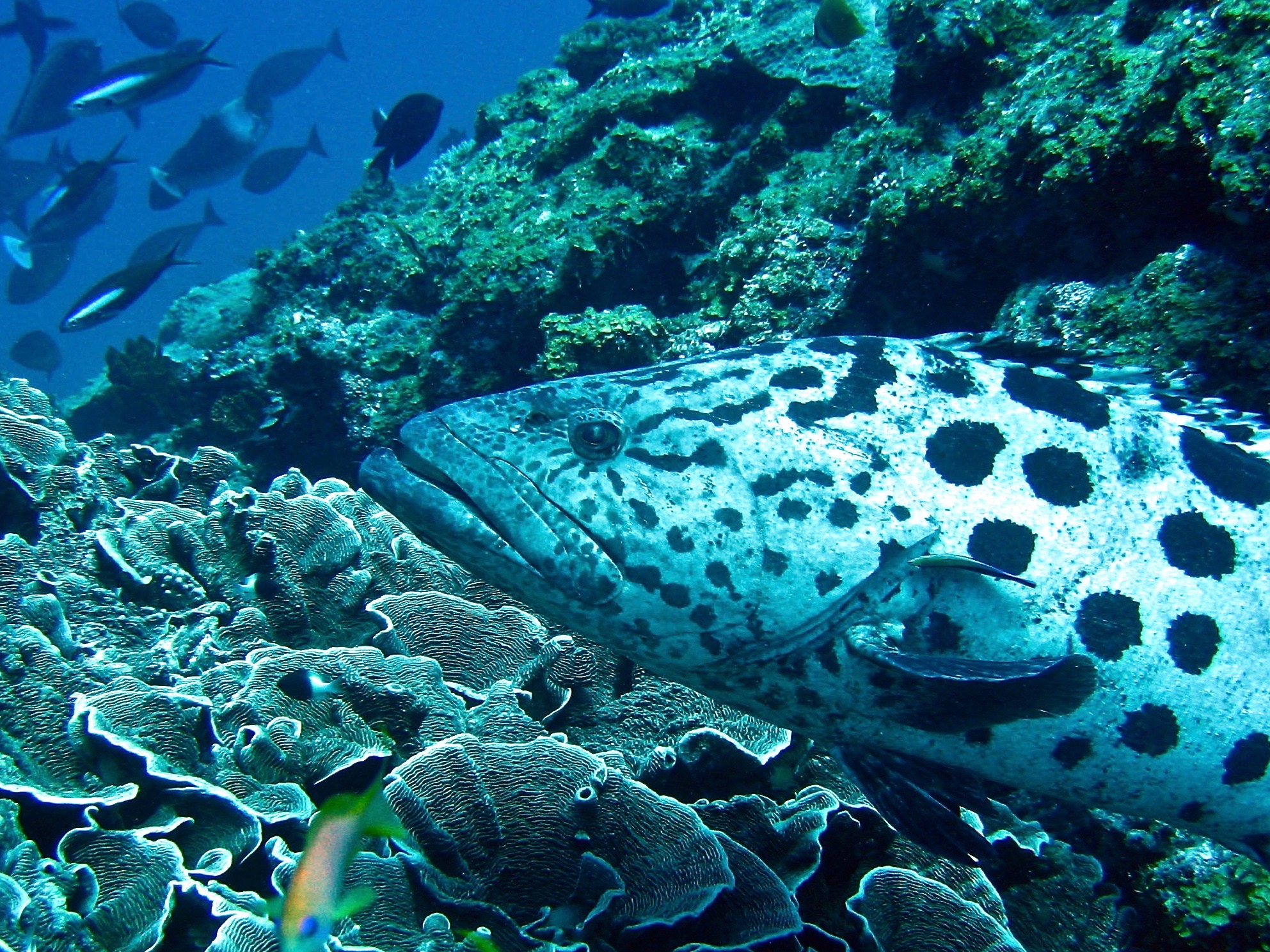 Tansania Sansibar Asilia Diving-Mnembe-reef-MR