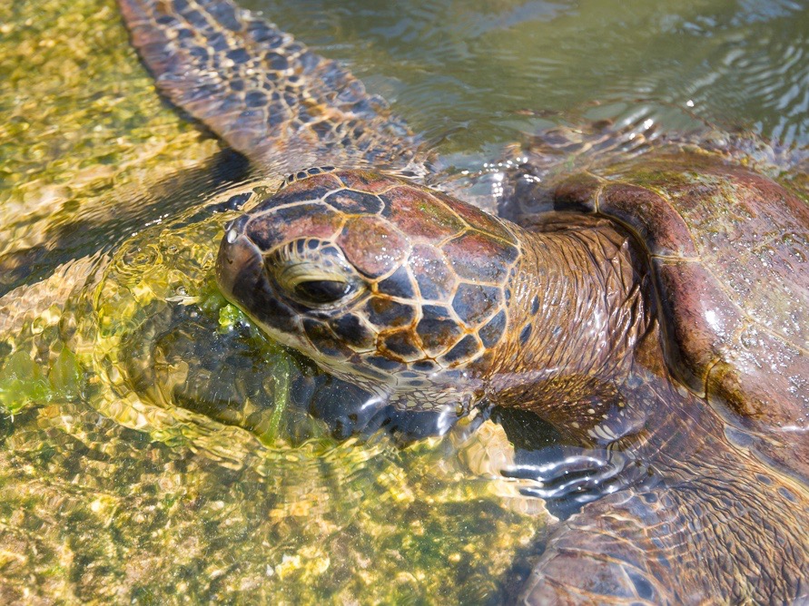 Schildkröte im Wasser, Sansibar
