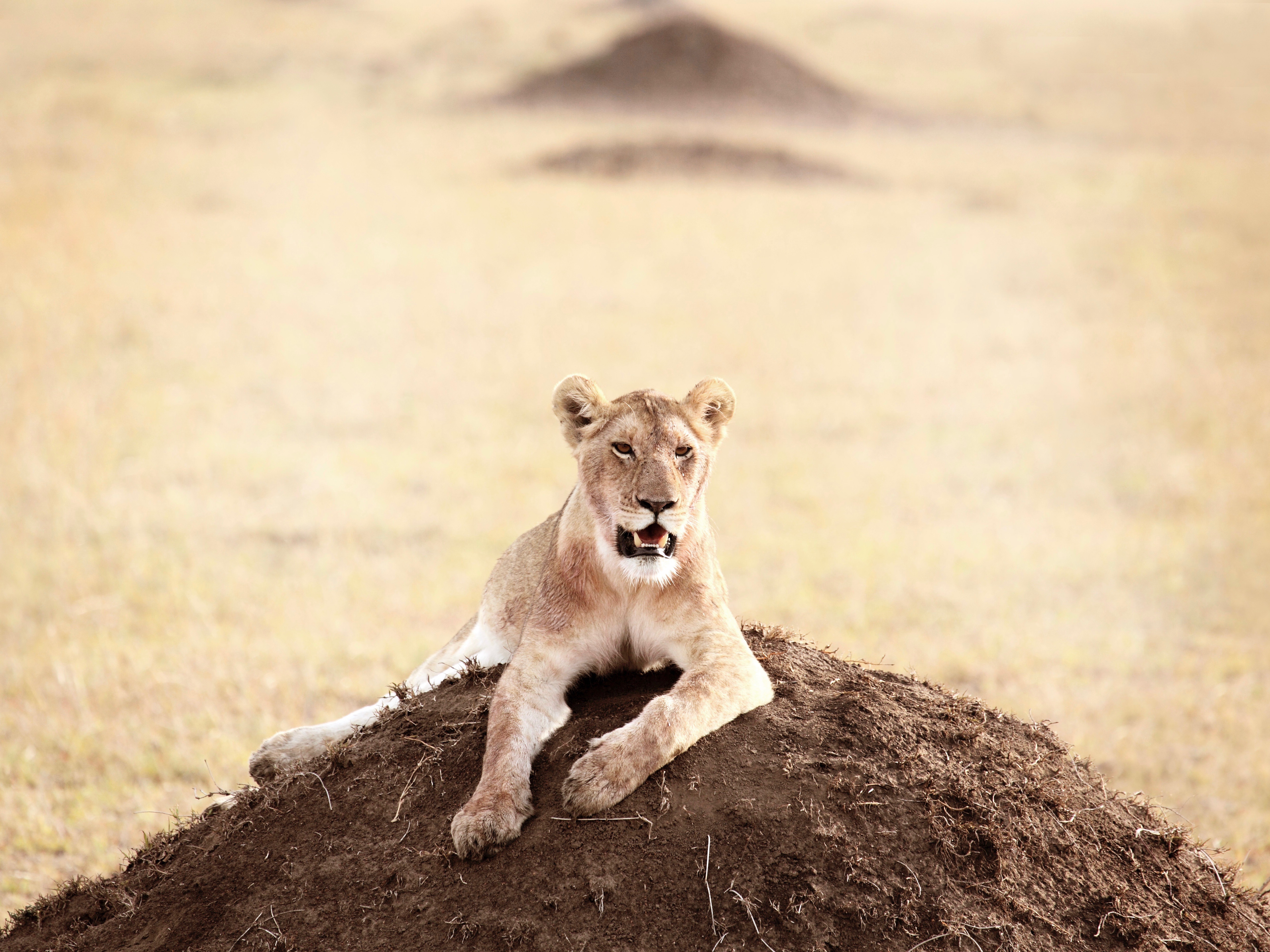 junger Löwe in Landschaft liegend