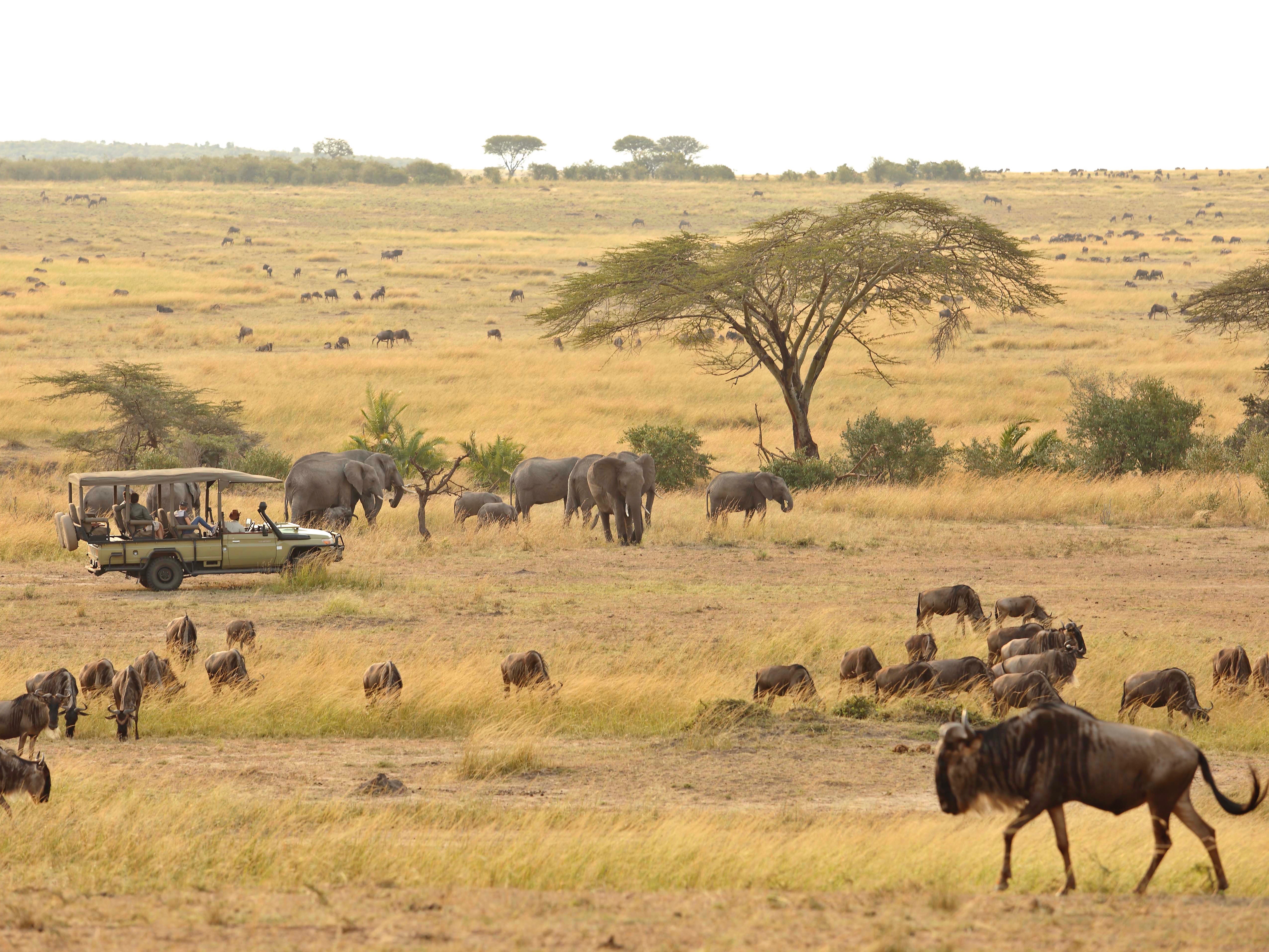 Migratin der Gnus im Asilia kimondo Migration Camp