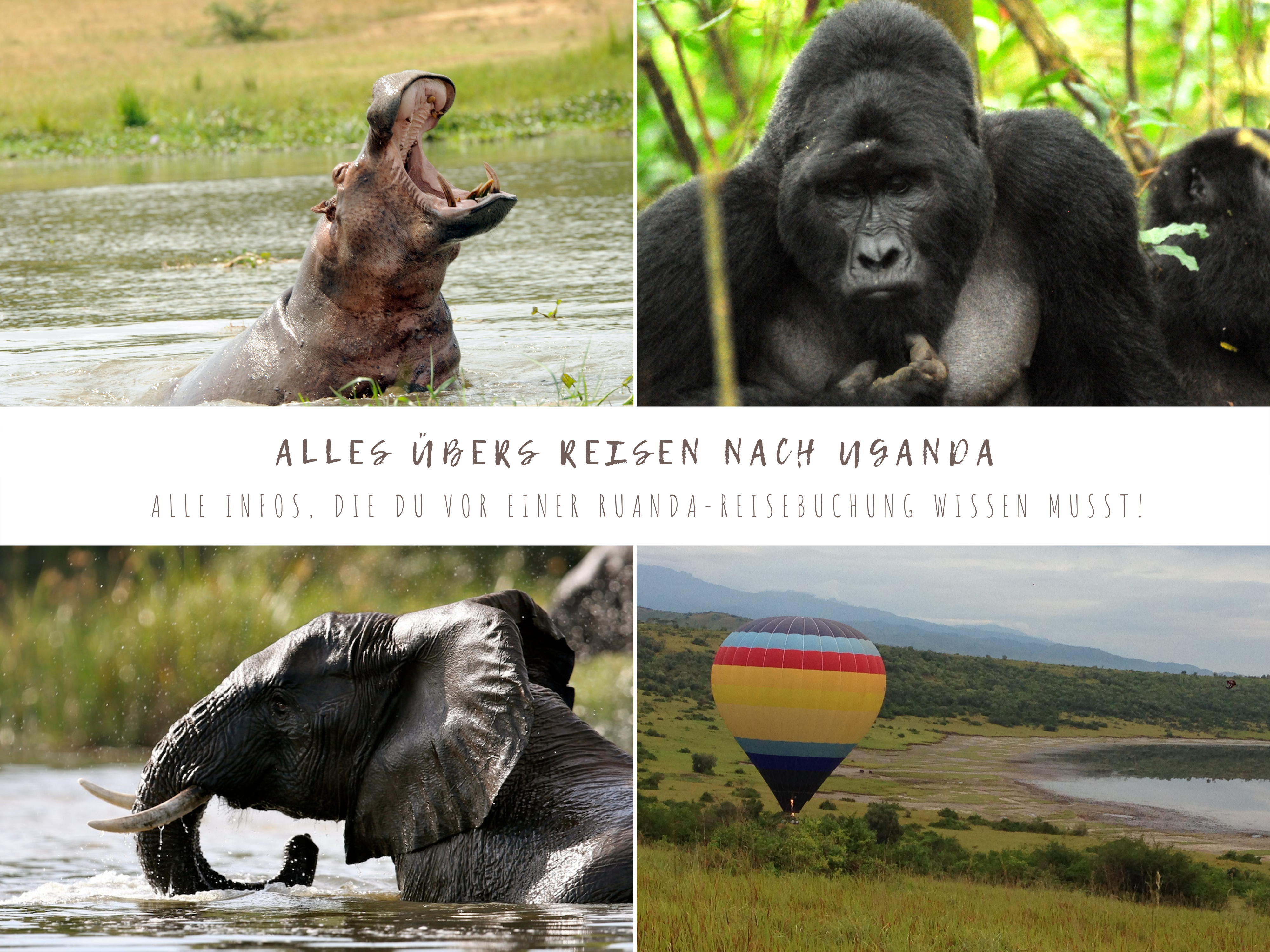 Uganda, Gorilla, Elefant und Nilpferd