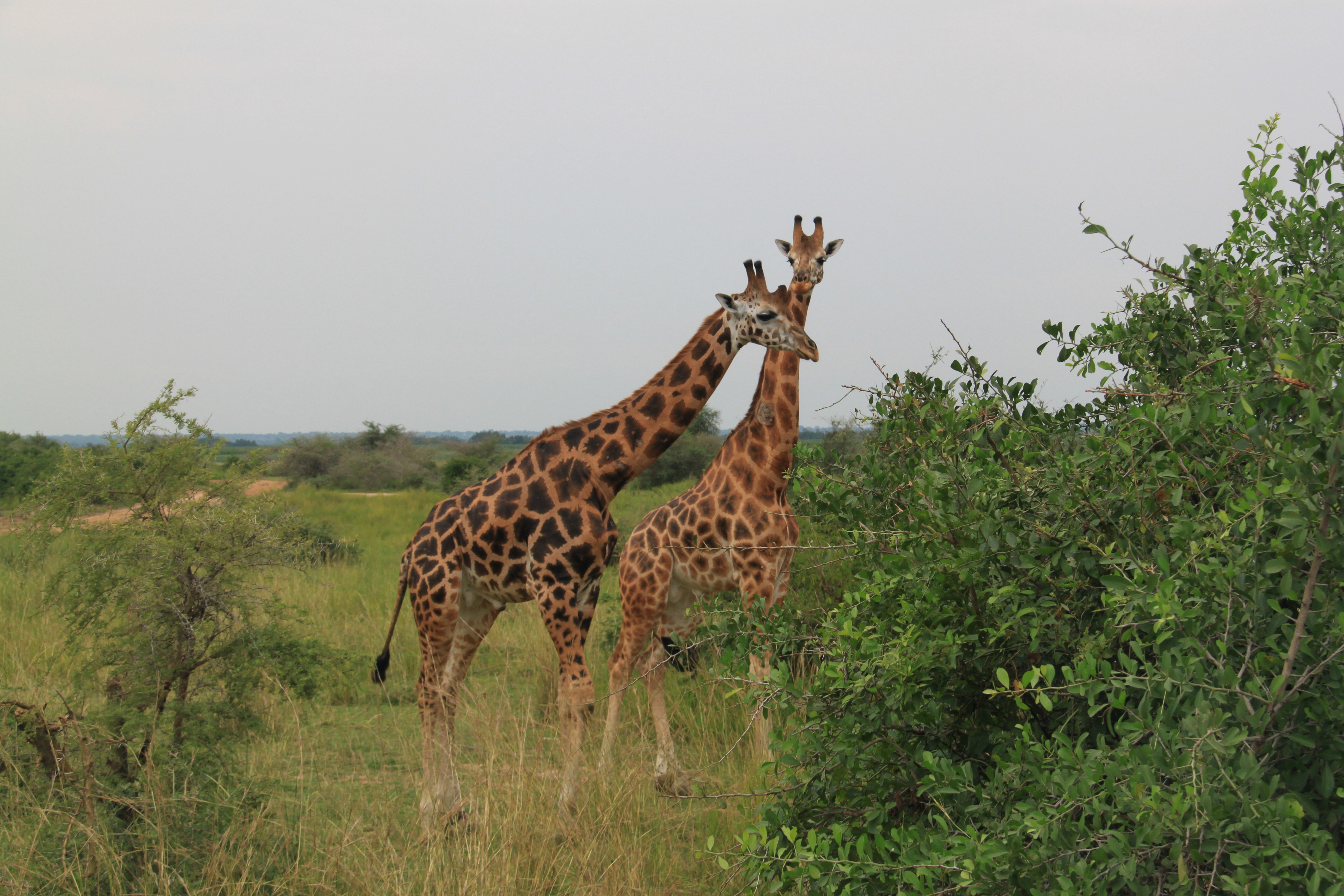 Giraffen an den Murchison Falls