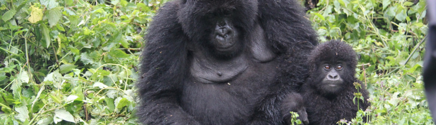 Gorilla Baby im Grünen