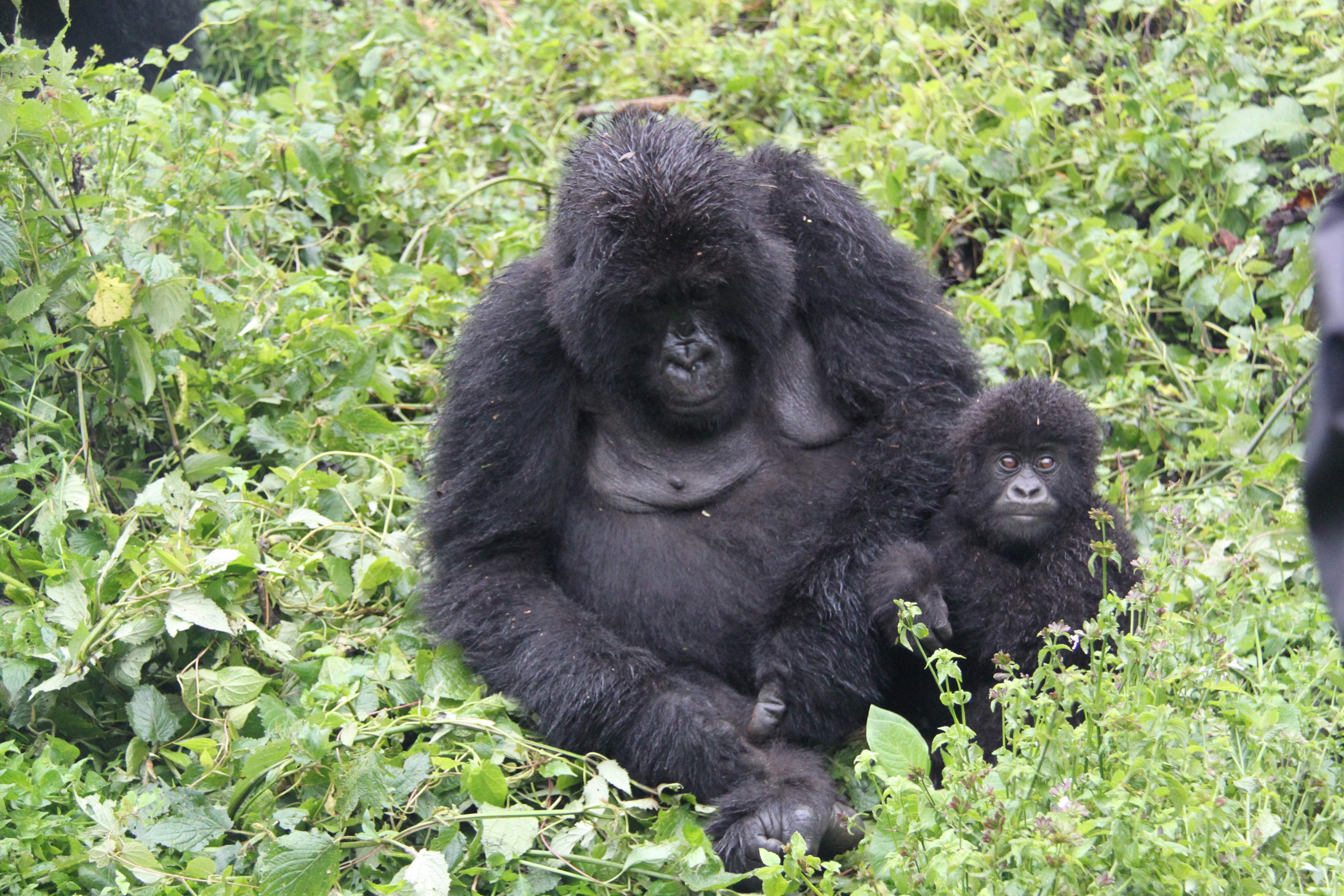 Gorilla Baby im Grünen