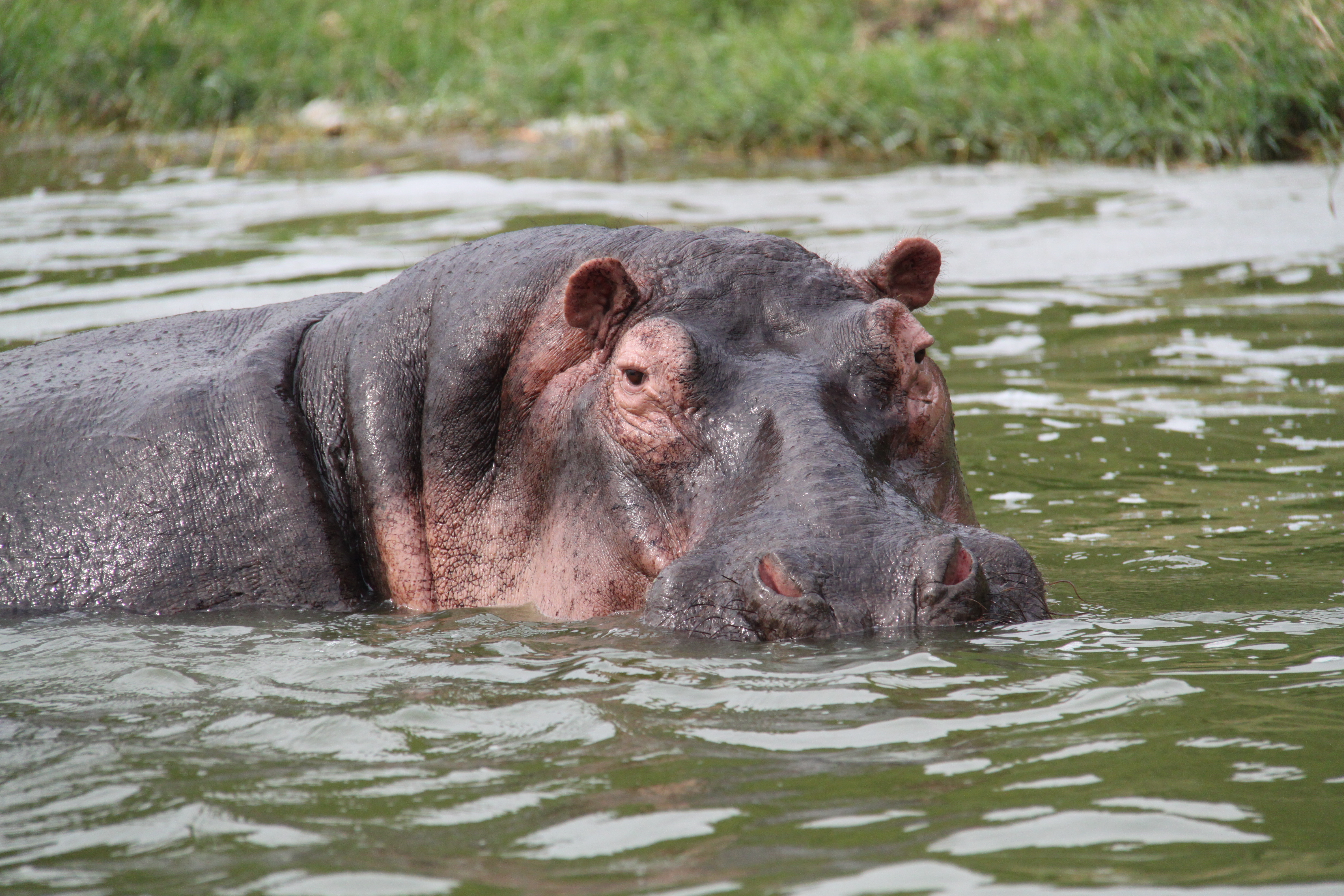 Hippo in Murchison Falls