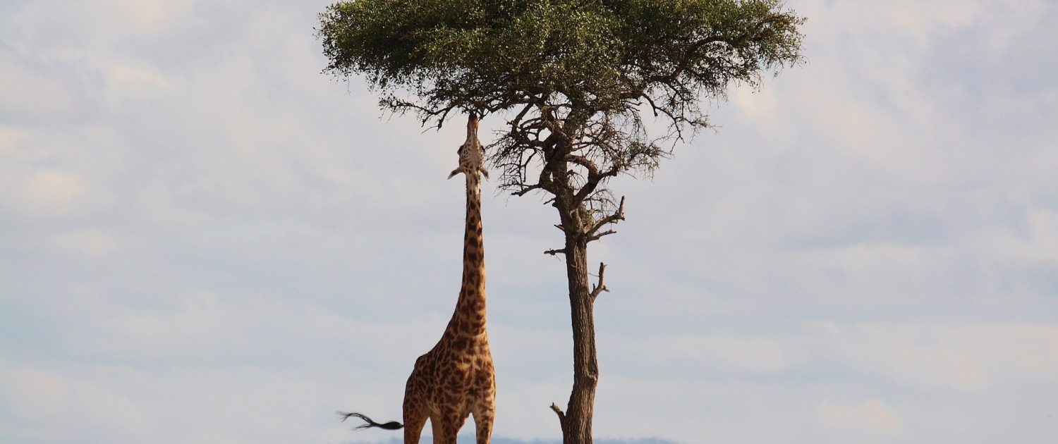 Kenia Giraffe - Abenteuerreise Key Visual