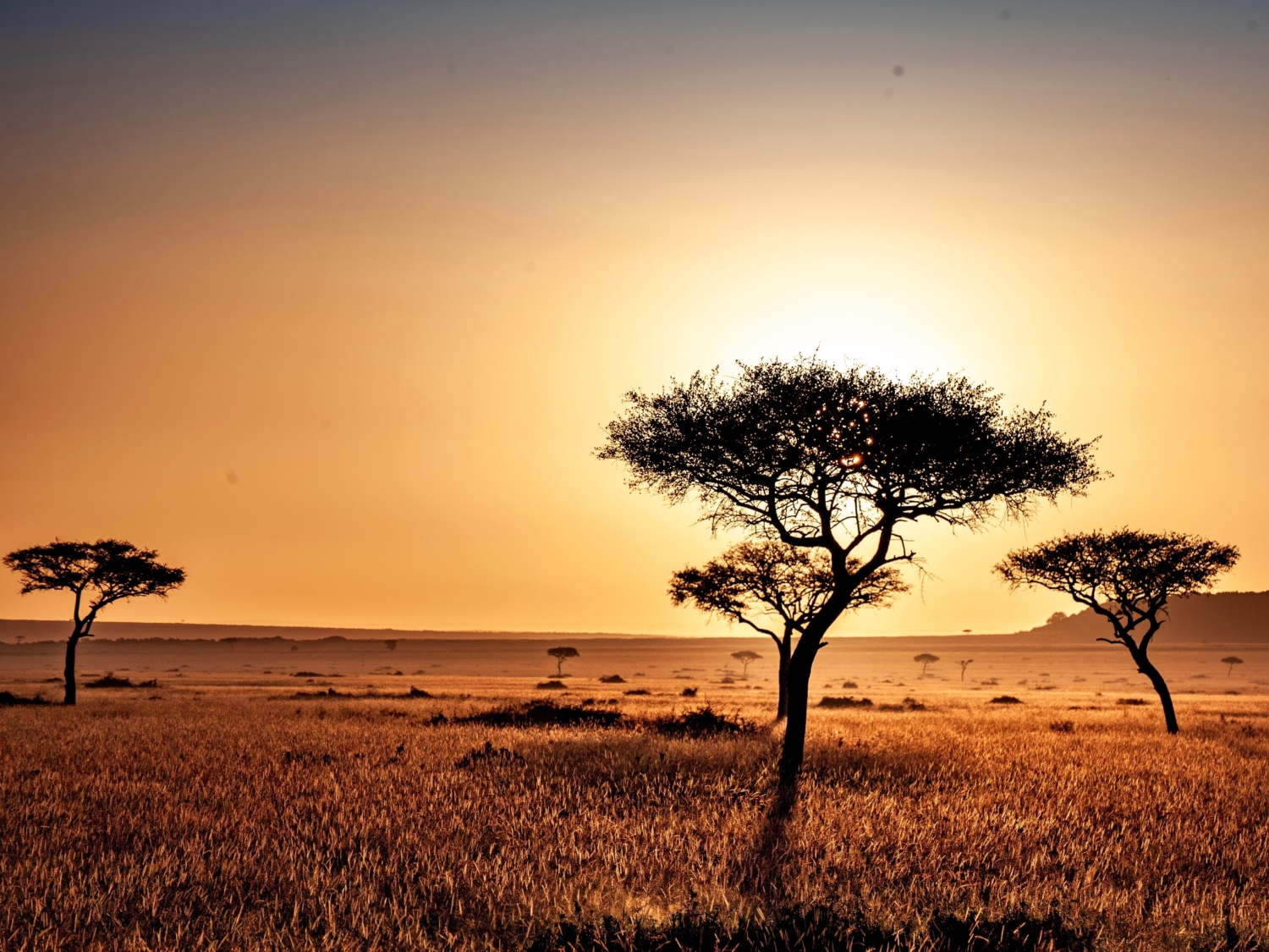 Kenia Landschaft, Safari