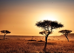 Kenia Landschaft, Safari