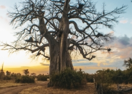 großer Braum in Malawi