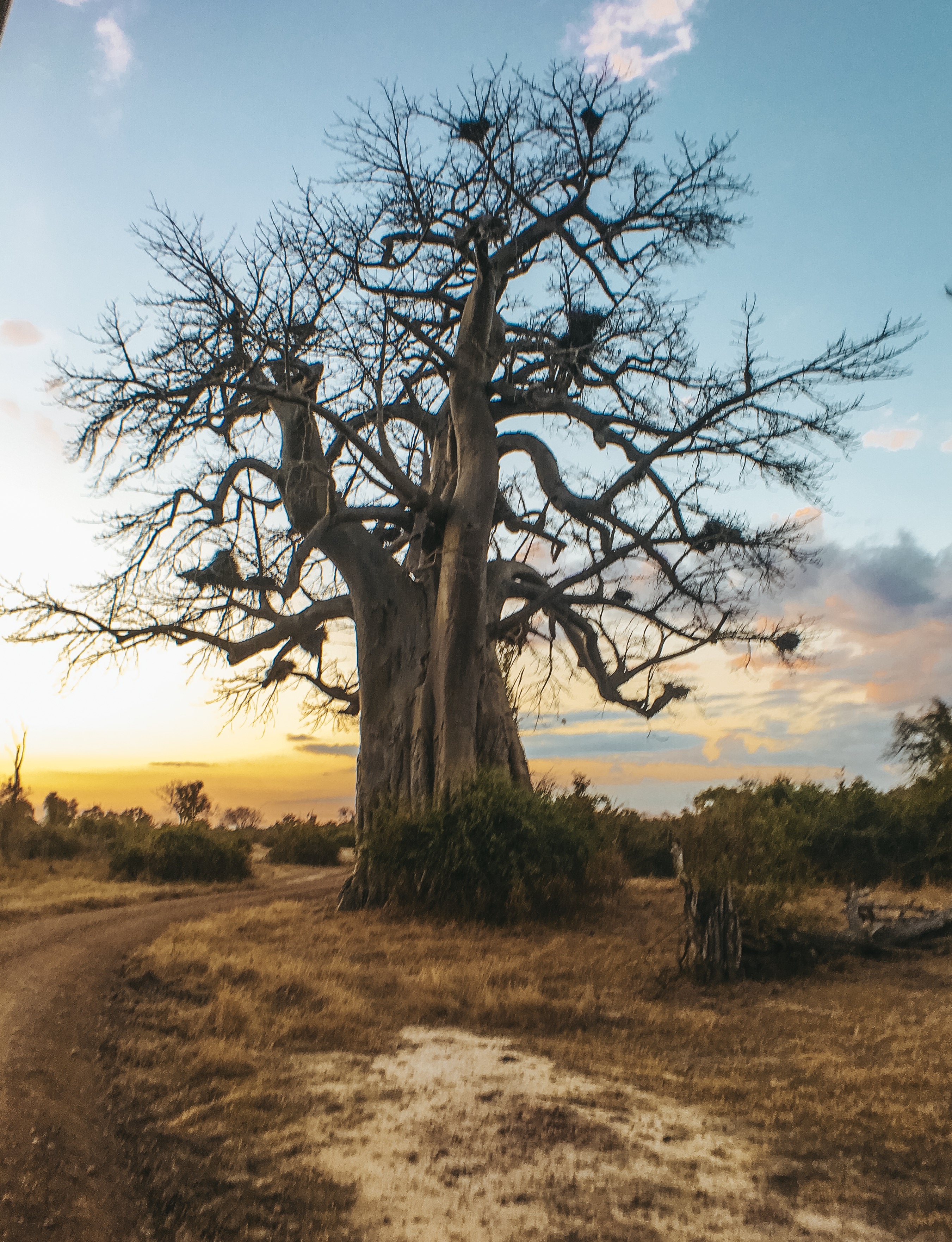 großer Braum in Malawi