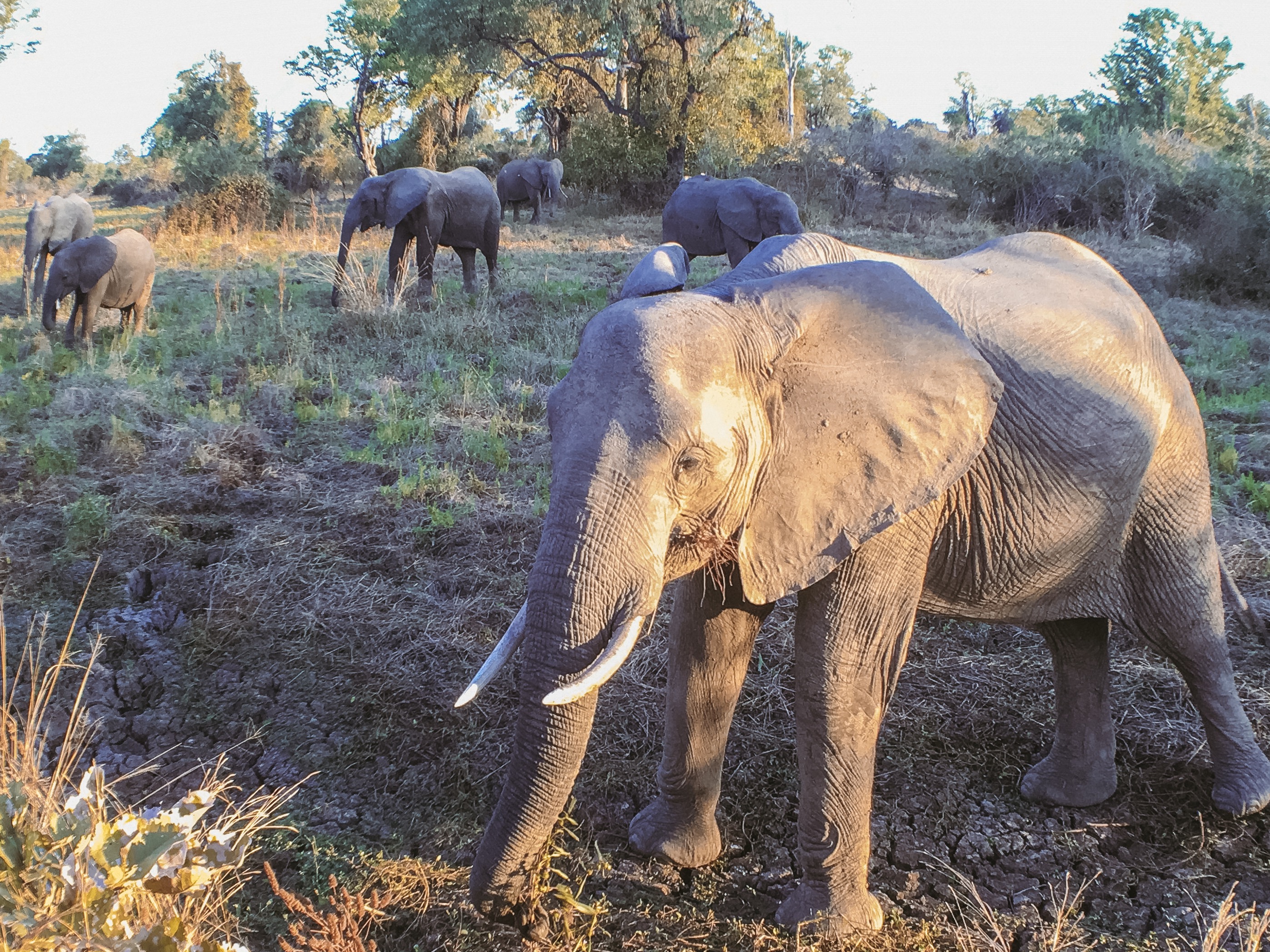 Elefanten in Malawi