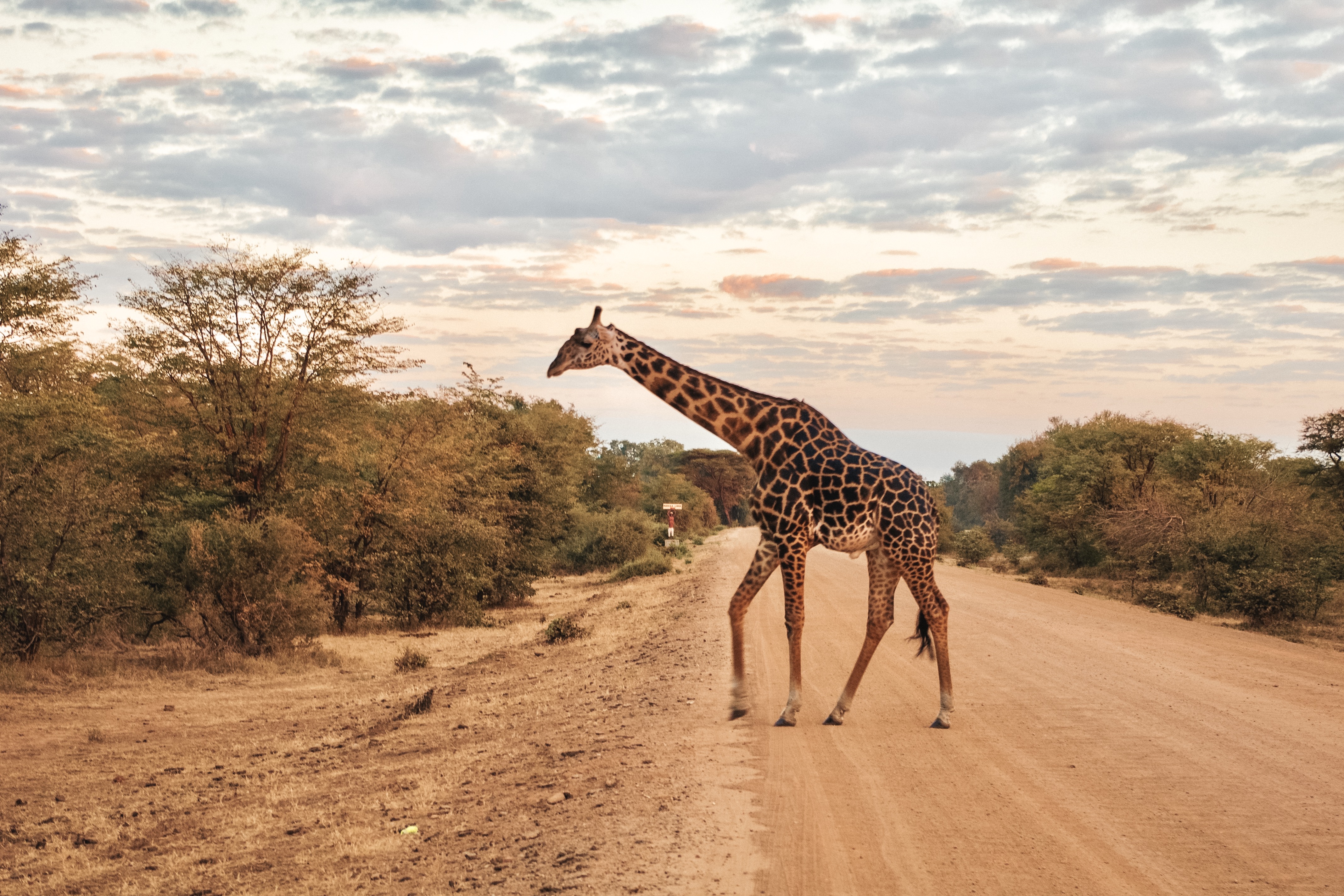 Giraffe auf Straße in Malawi