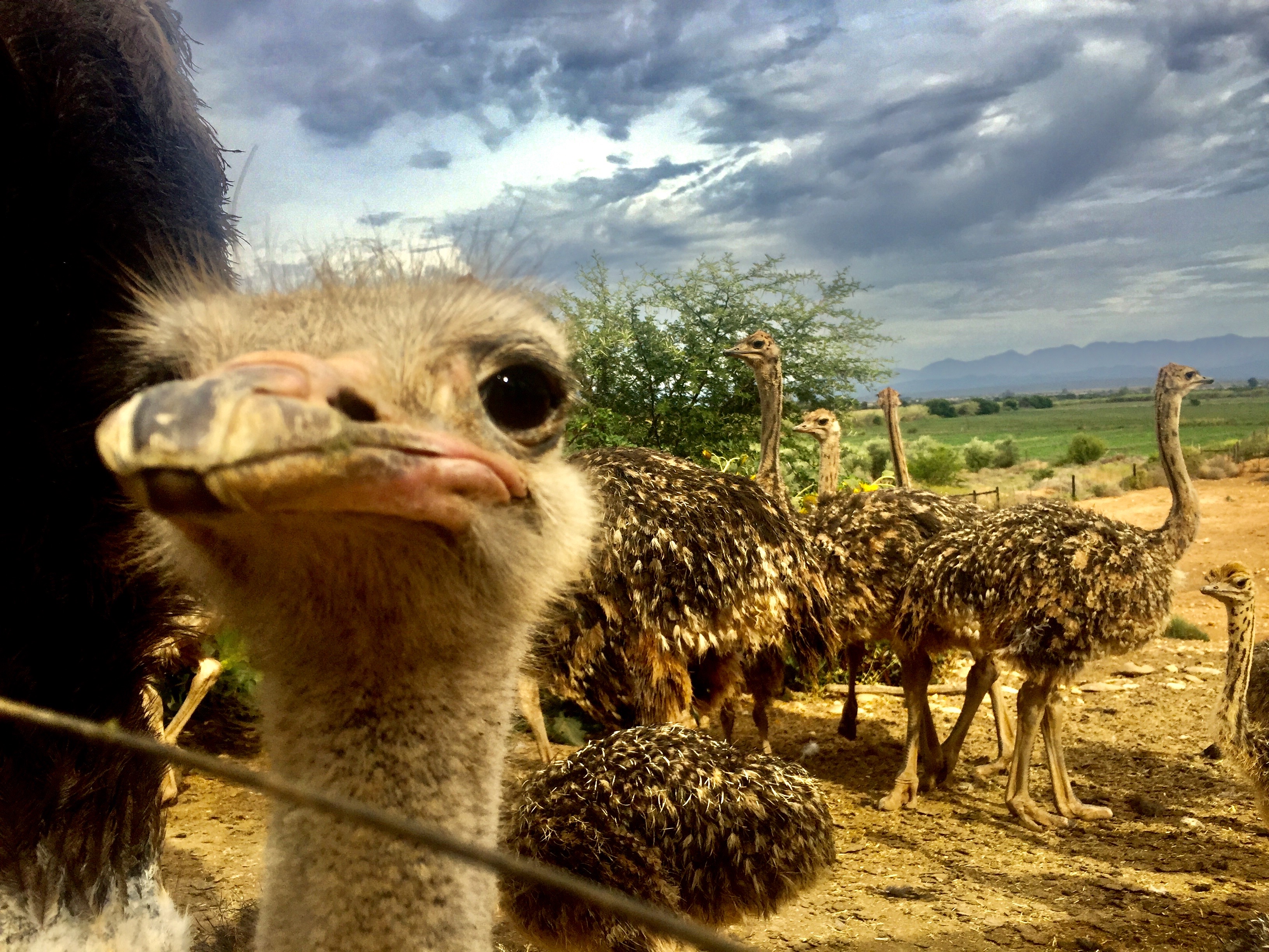 Sträusse in Oudtshoorn